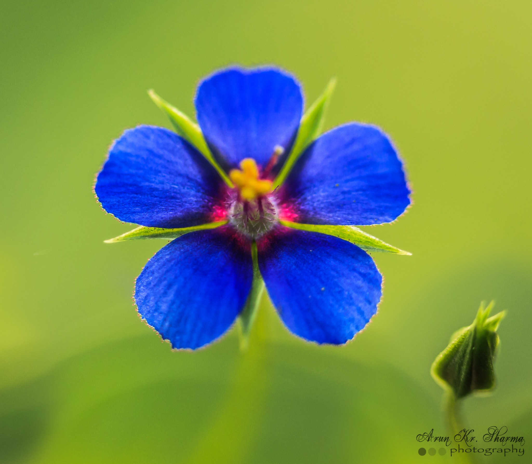 Canon EF-S 60mm F2.8 Macro USM sample photo. Some random flower in nature photography