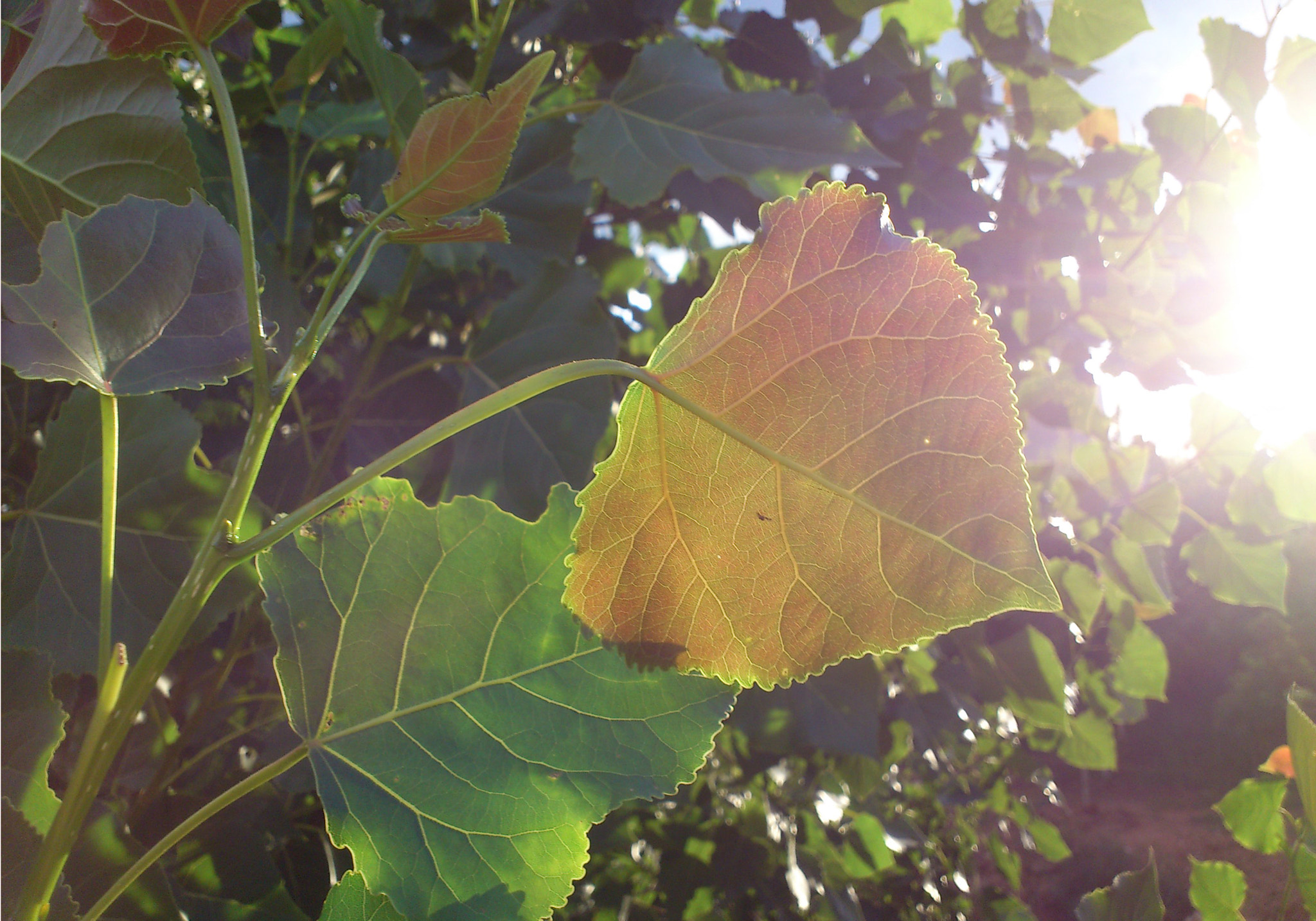 Sony Ericsson Xperia arc S sample photo. Green photography