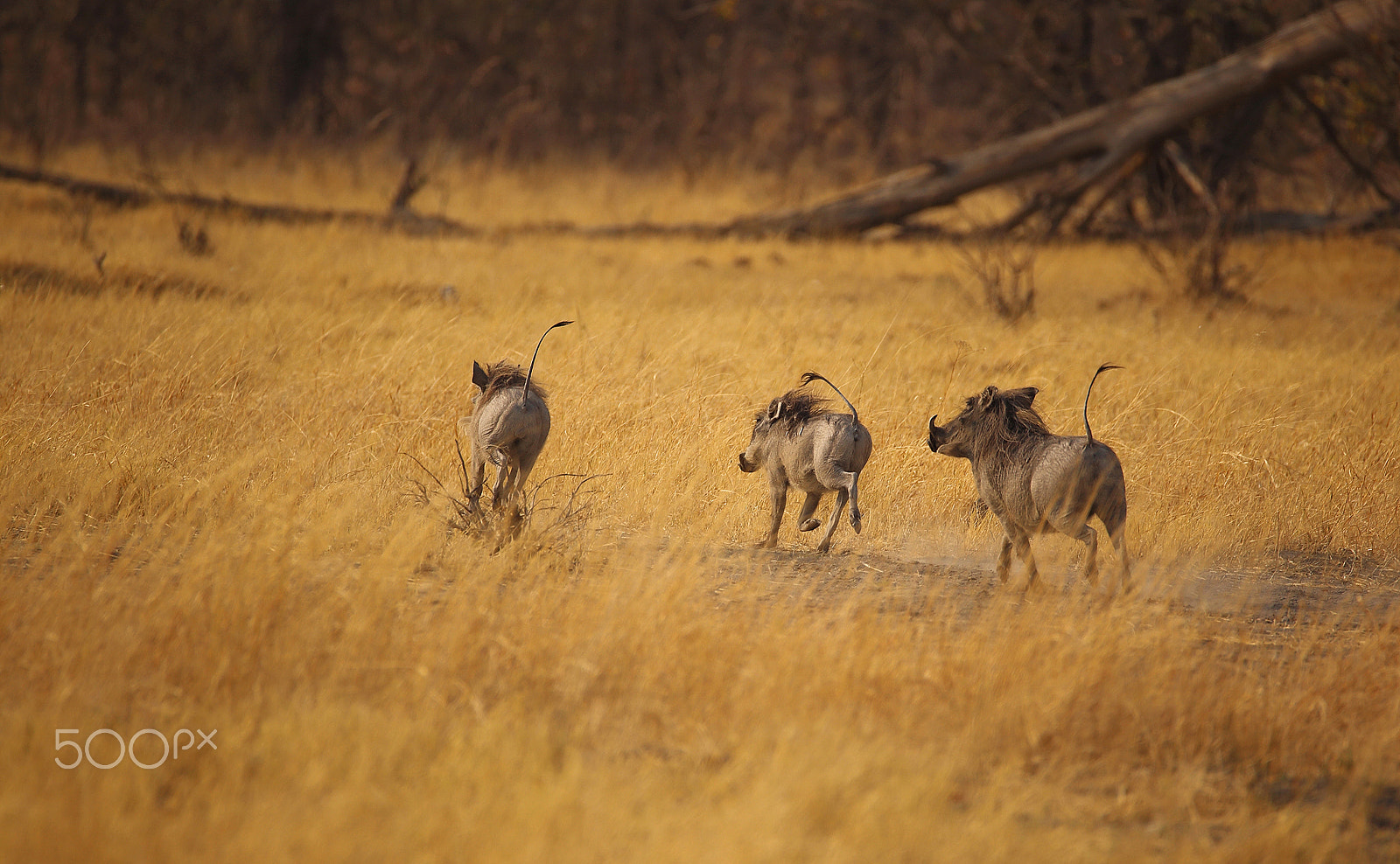 Tamron SP 150-600mm F5-6.3 Di VC USD sample photo. Run photography