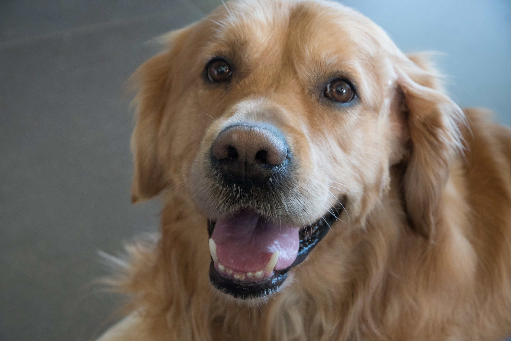 Nikon D500 sample photo. Smiling dog photography