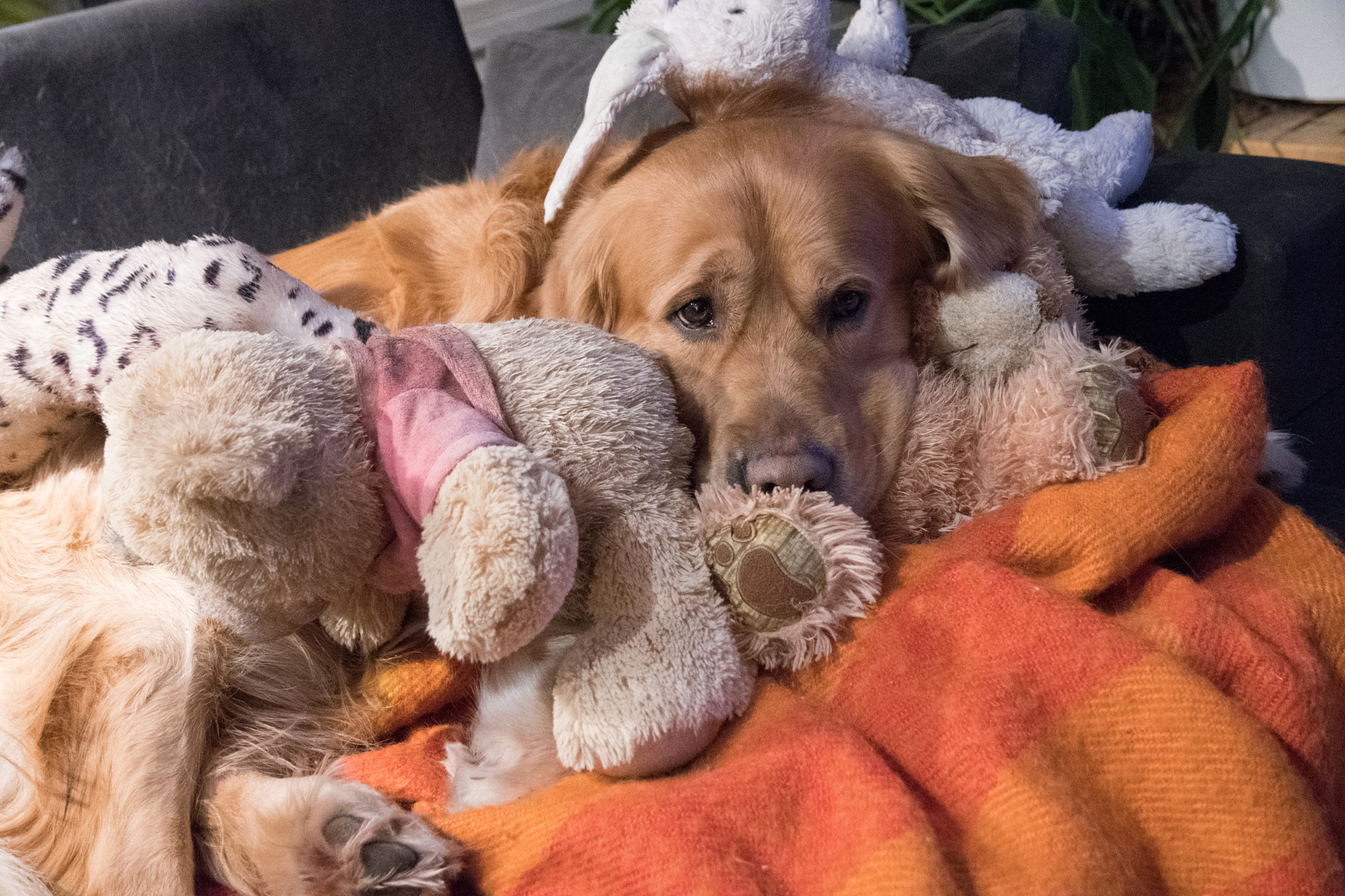 Nikon D500 sample photo. Golden retrieved with his toys photography