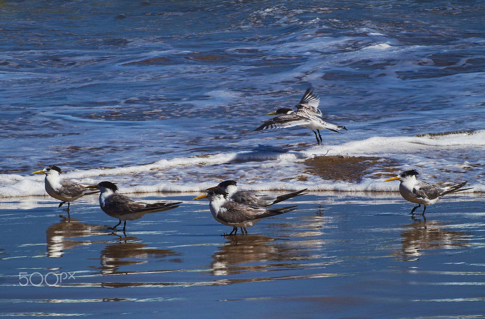 Olympus OM-D E-M5 sample photo. Crested terns #2 photography