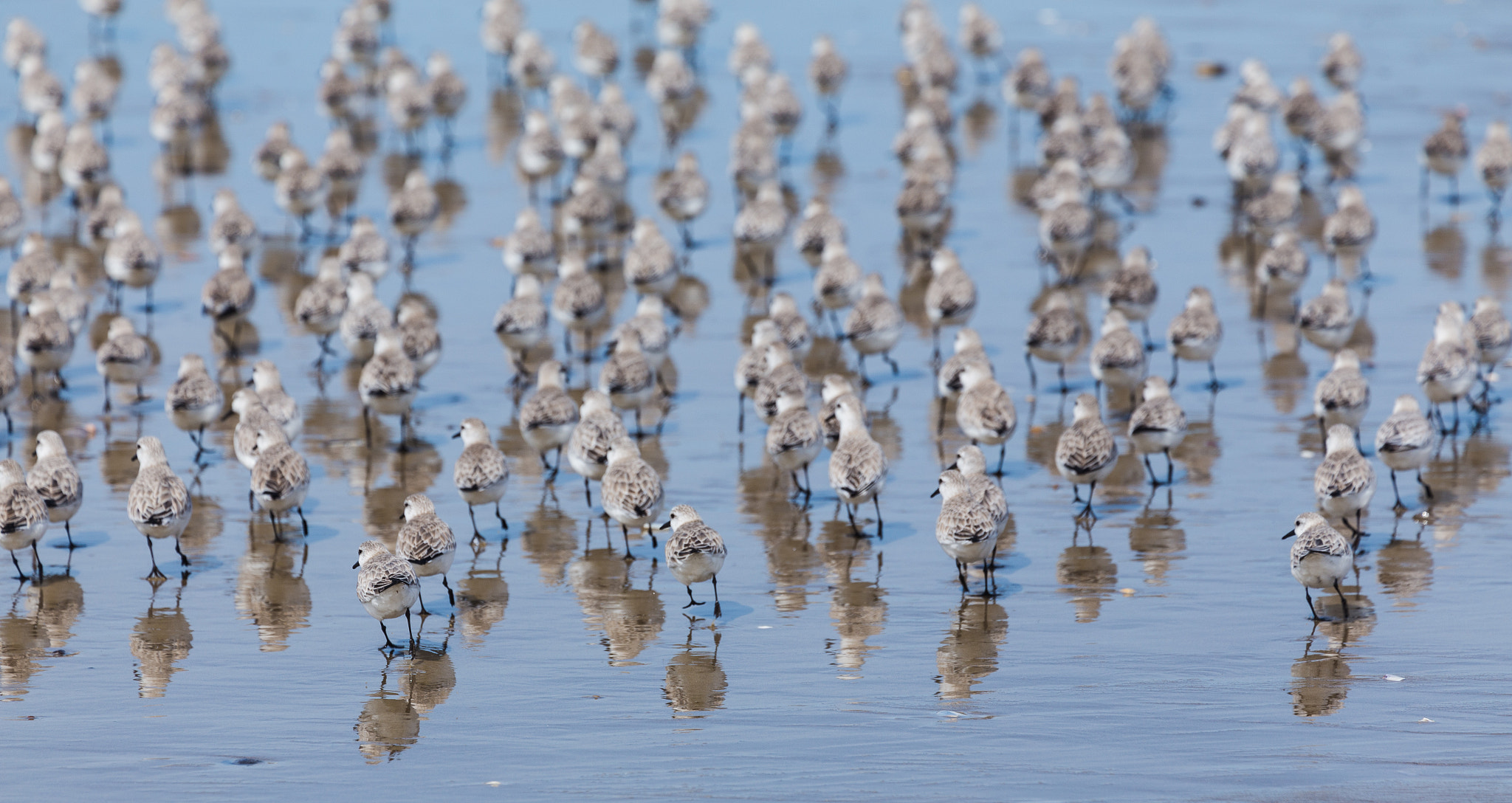 Canon EF 70-300mm F4-5.6L IS USM sample photo. Bunch of stupid birds photography