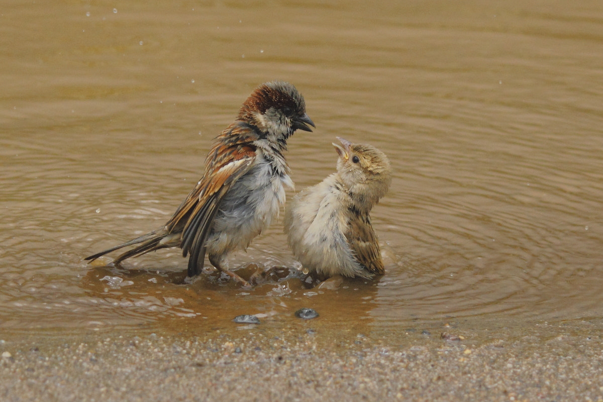 Canon EF-S 55-250mm F4-5.6 IS II sample photo. Common house sparrow photography