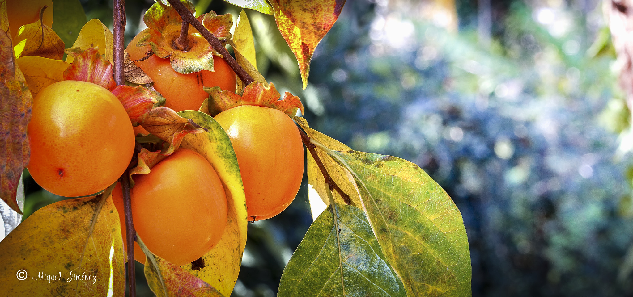 Canon EF 100mm F2.8L Macro IS USM sample photo. Kaki al sol photography