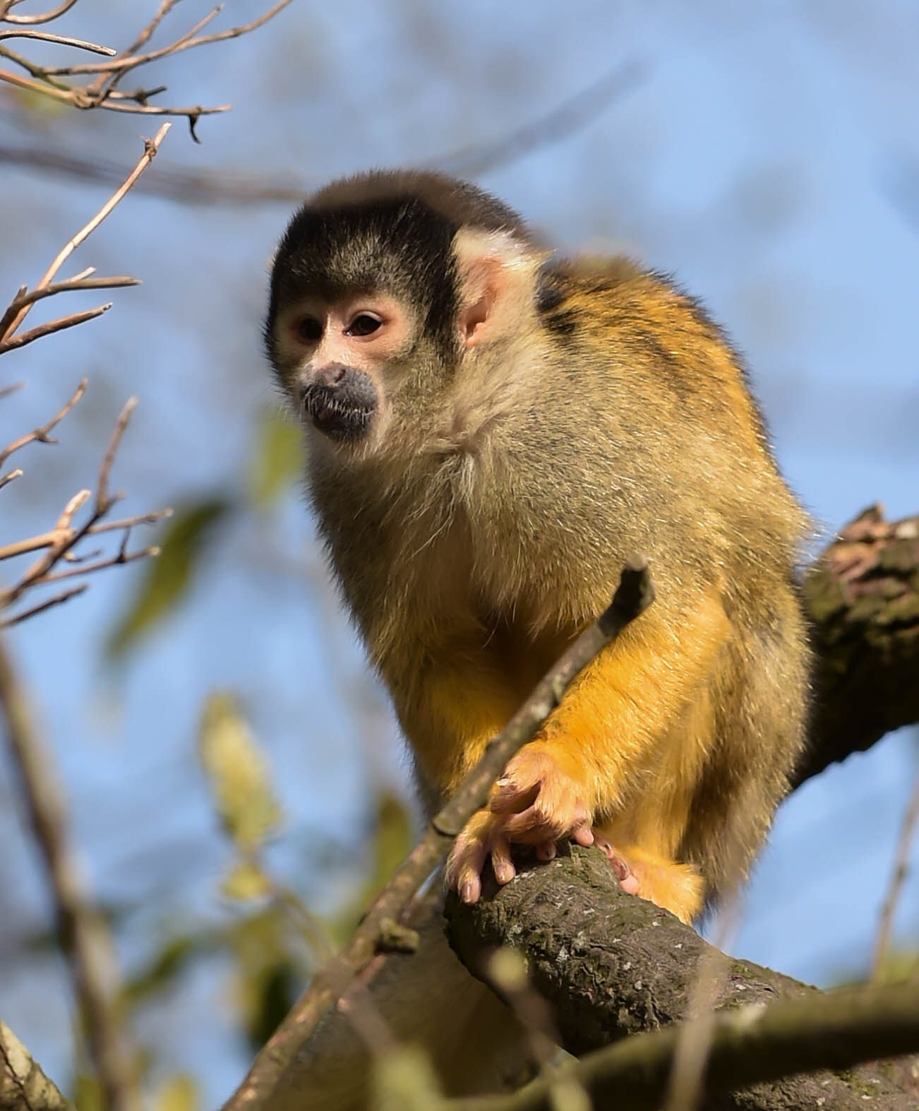 Nikon D4S + Nikon AF-S Nikkor 300mm F2.8G ED VR II sample photo. Squirrel monkey photography