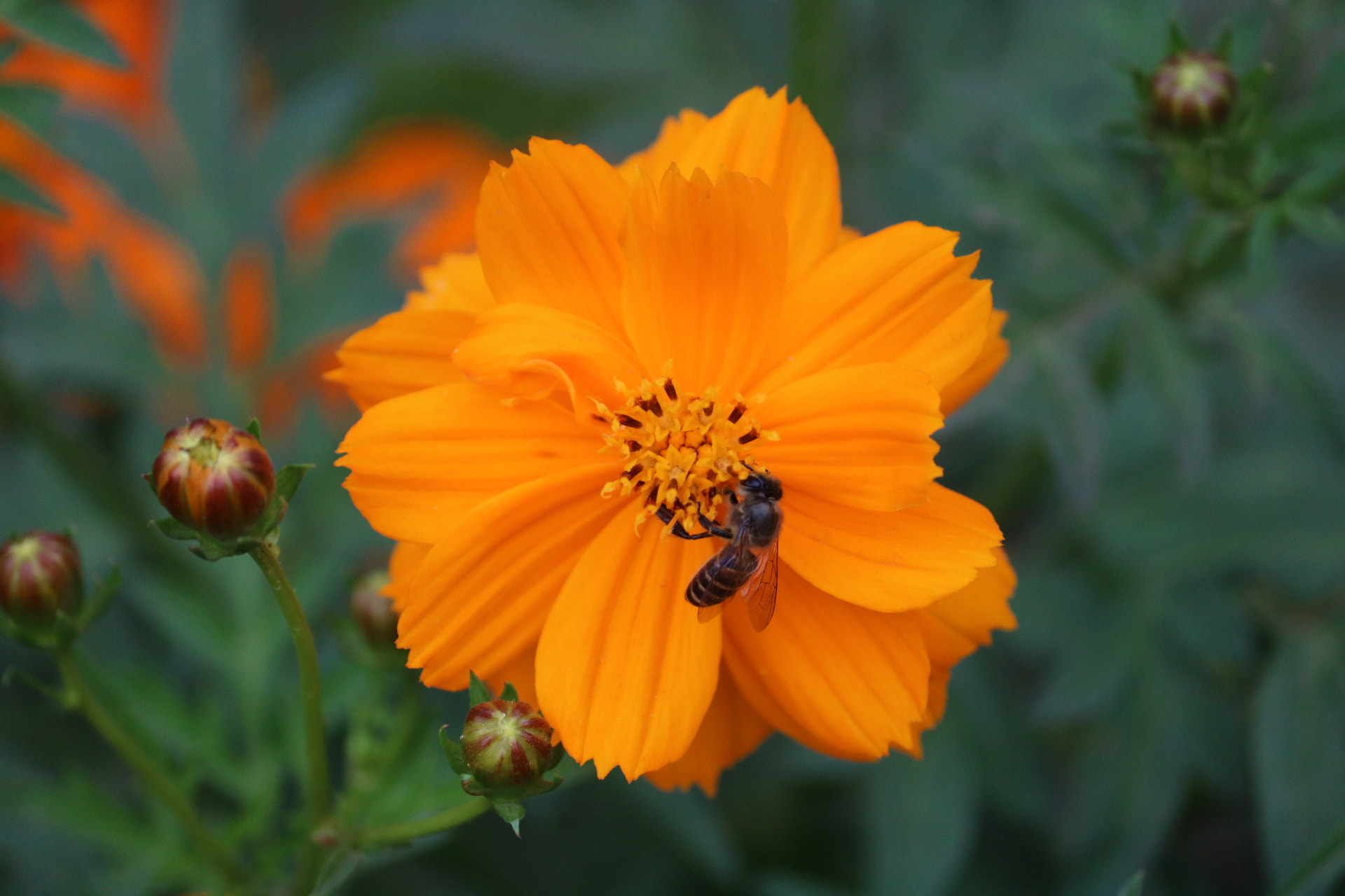 Canon EOS 760D (EOS Rebel T6s / EOS 8000D) + Canon EF-S 55-250mm F4-5.6 IS II sample photo. Honey bee! photography