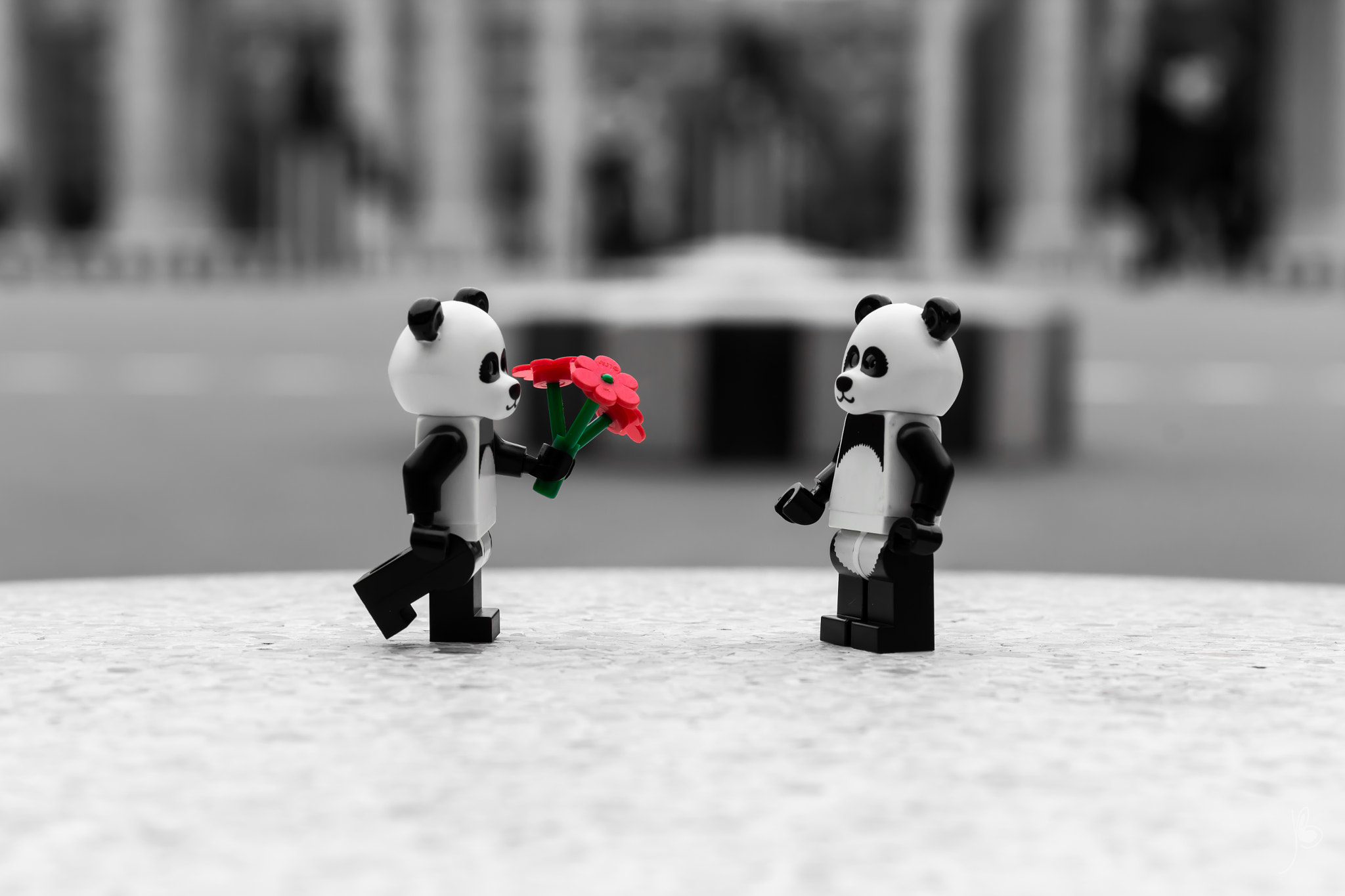 Canon EF 24-70mm F4L IS USM sample photo. Panda story (1/3) - love photography