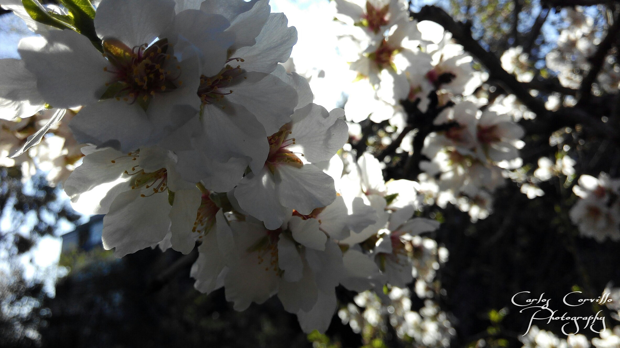 bq Aquaris E5 HD sample photo. Spring2017 photography
