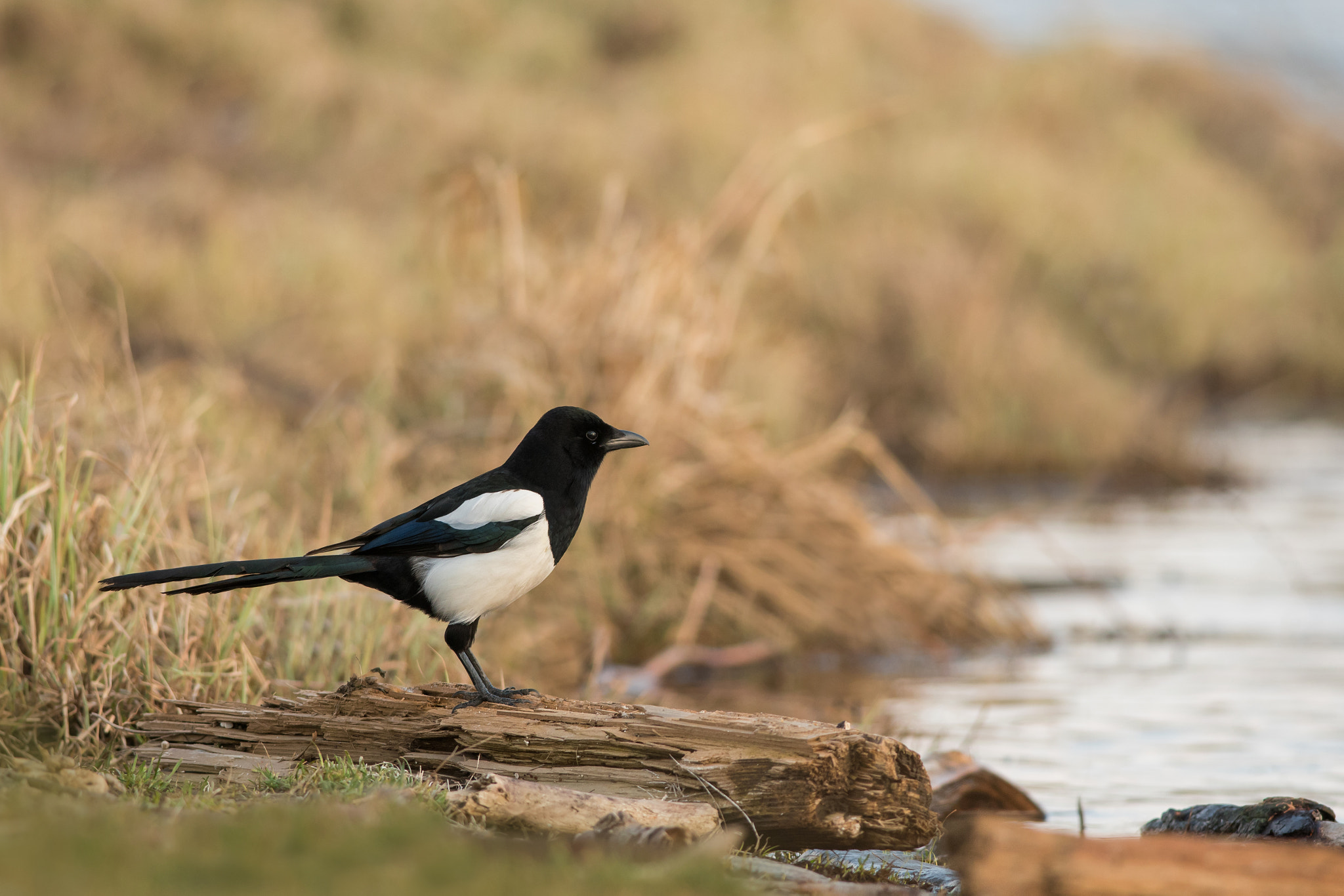 Nikon D500 + Nikon AF-S Nikkor 300mm F4D ED-IF sample photo. Eurasian magpie iv. photography