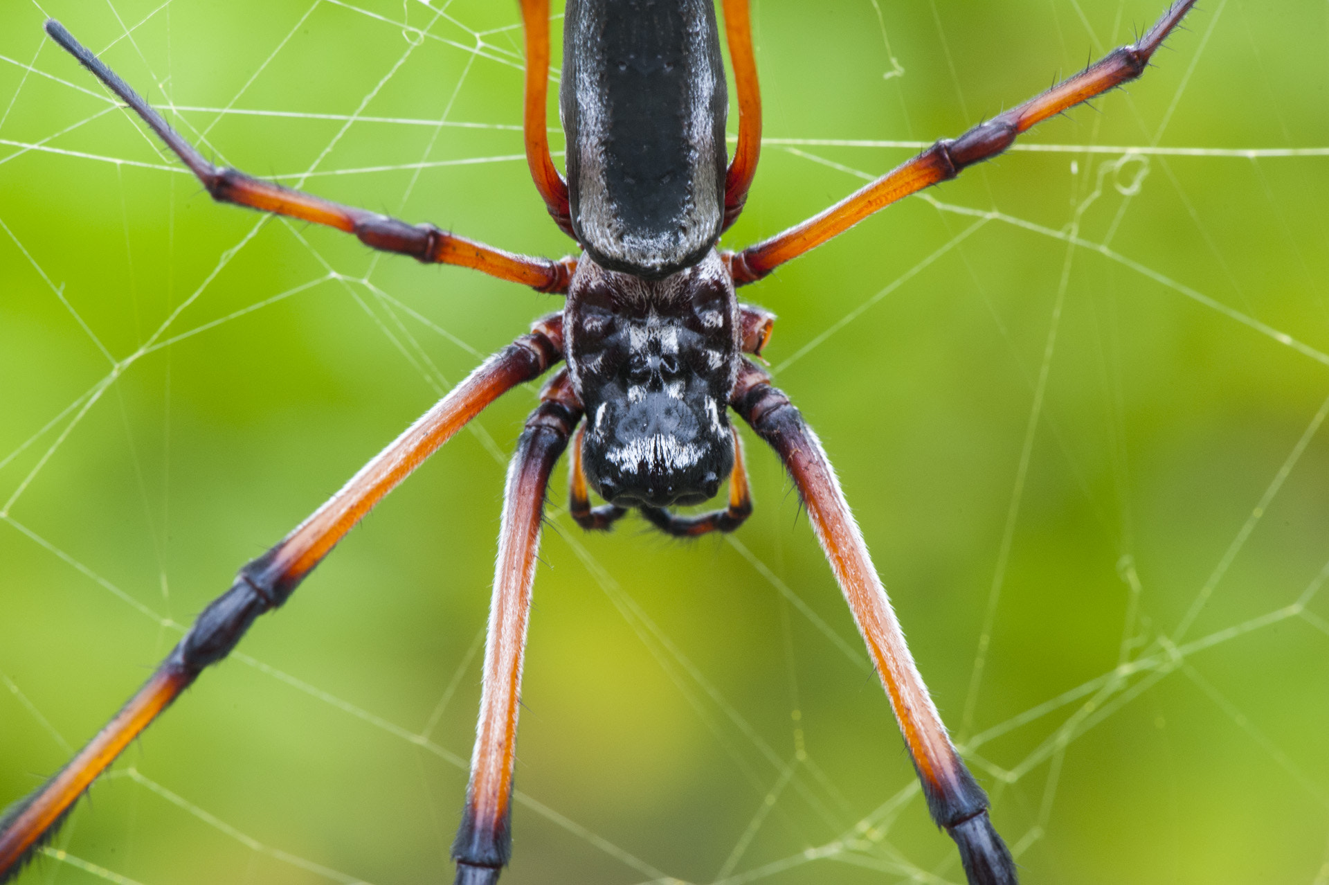 Nikon AF-S Micro-Nikkor 105mm F2.8G IF-ED VR sample photo. Earth life photographie joachim j weiler photography