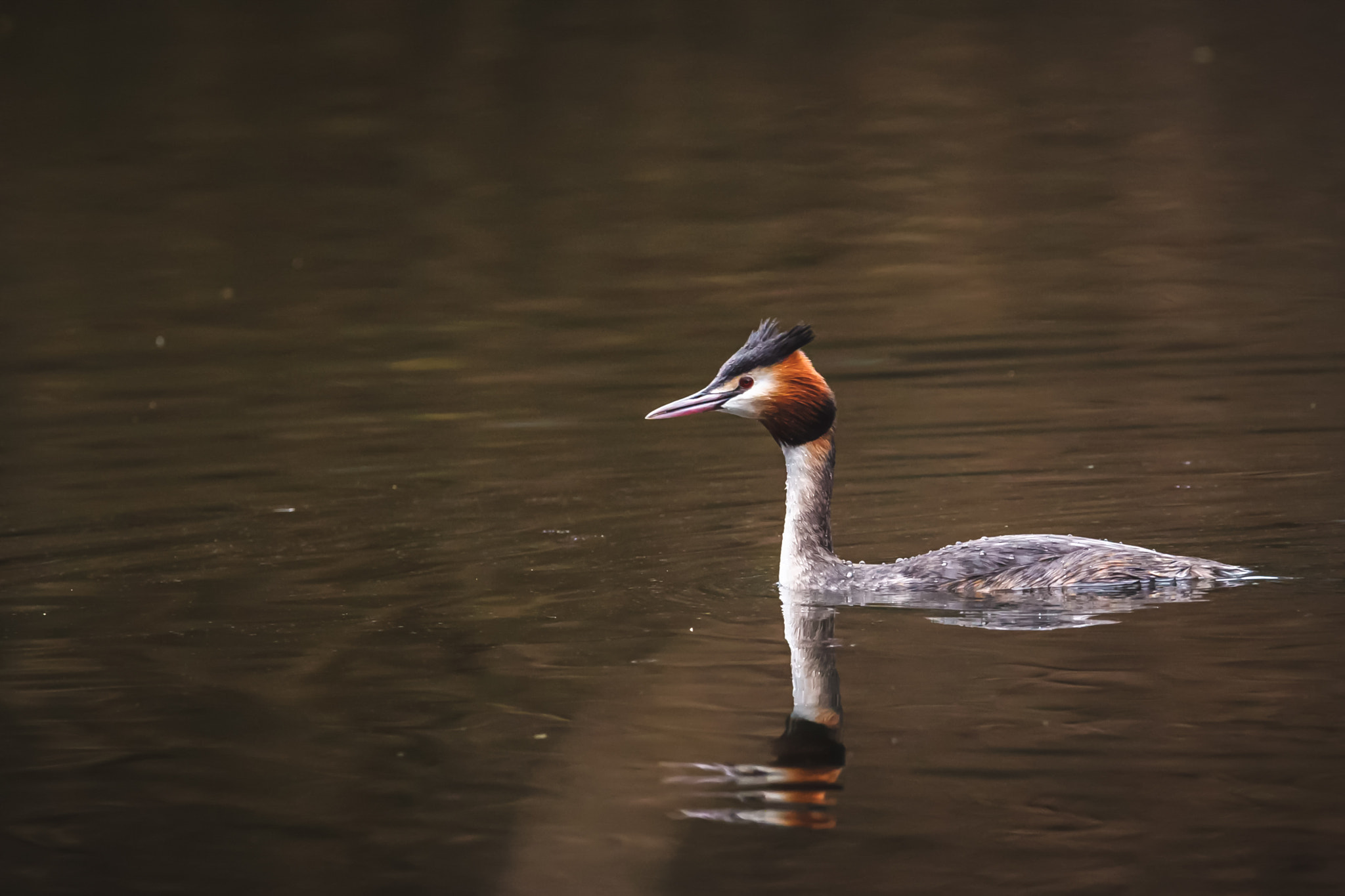 150-600mm F5-6.3 DG OS HSM | Contemporary 015 sample photo. Podiceps cristatus photography