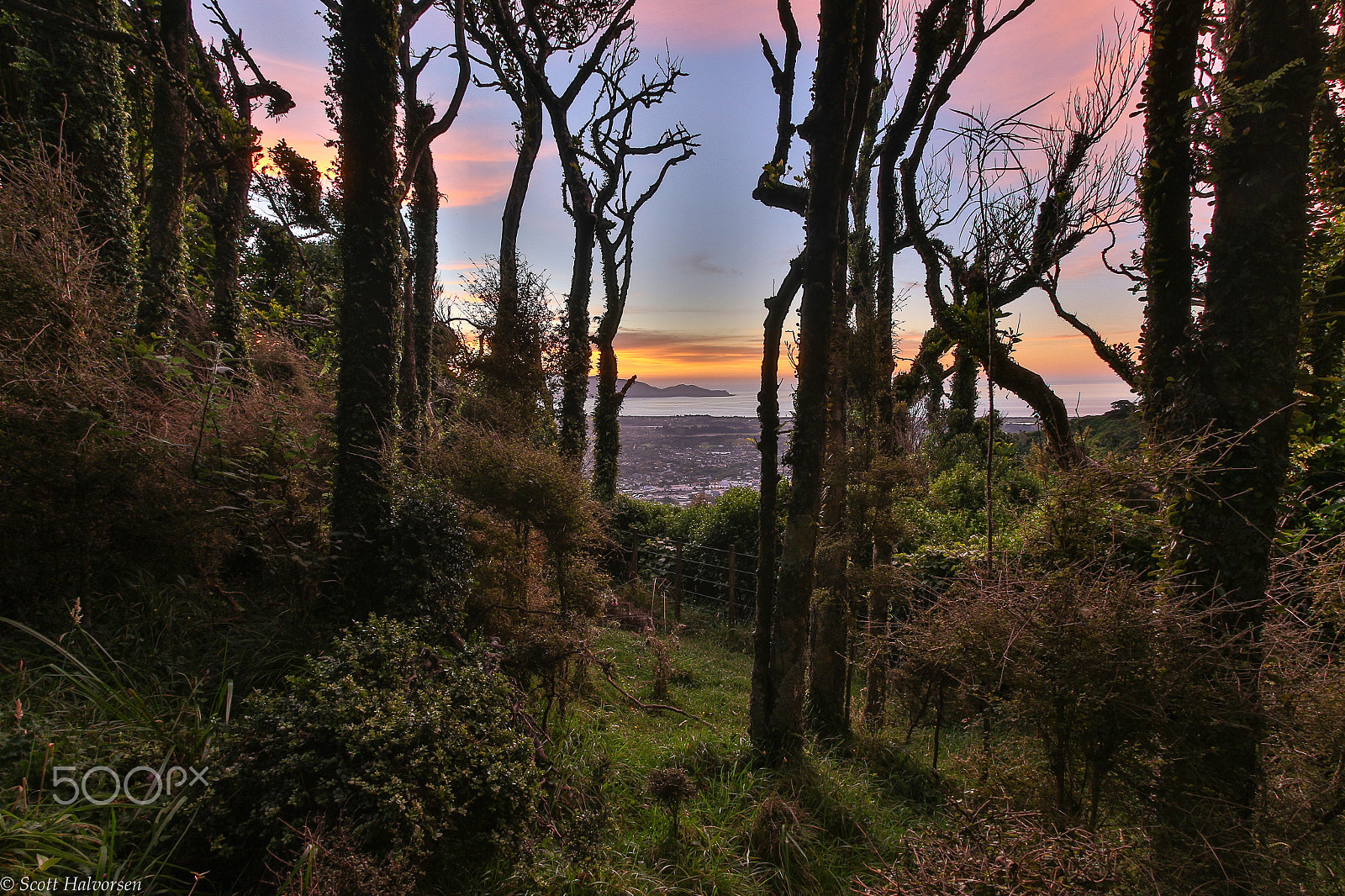 Canon EF-S 10-22mm F3.5-4.5 USM sample photo. Through the trees photography
