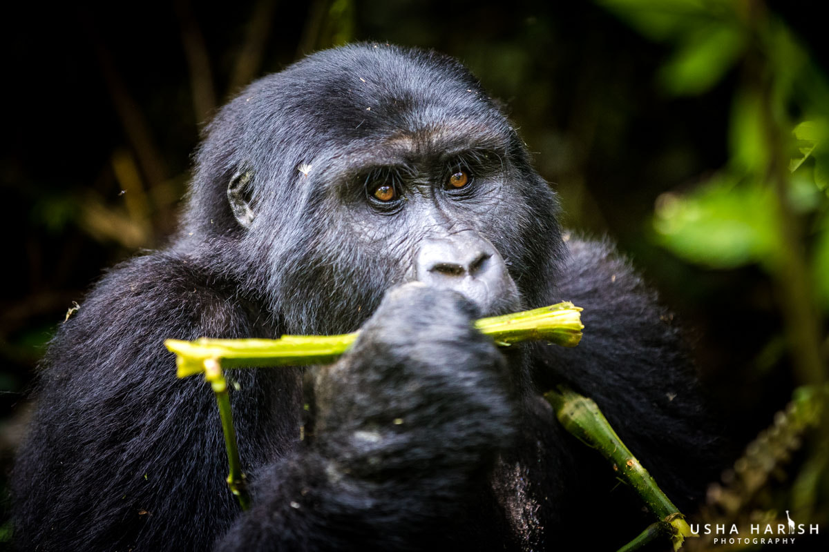 Canon EOS-1D X Mark II sample photo. Mountain gorilla- our closest relative photography