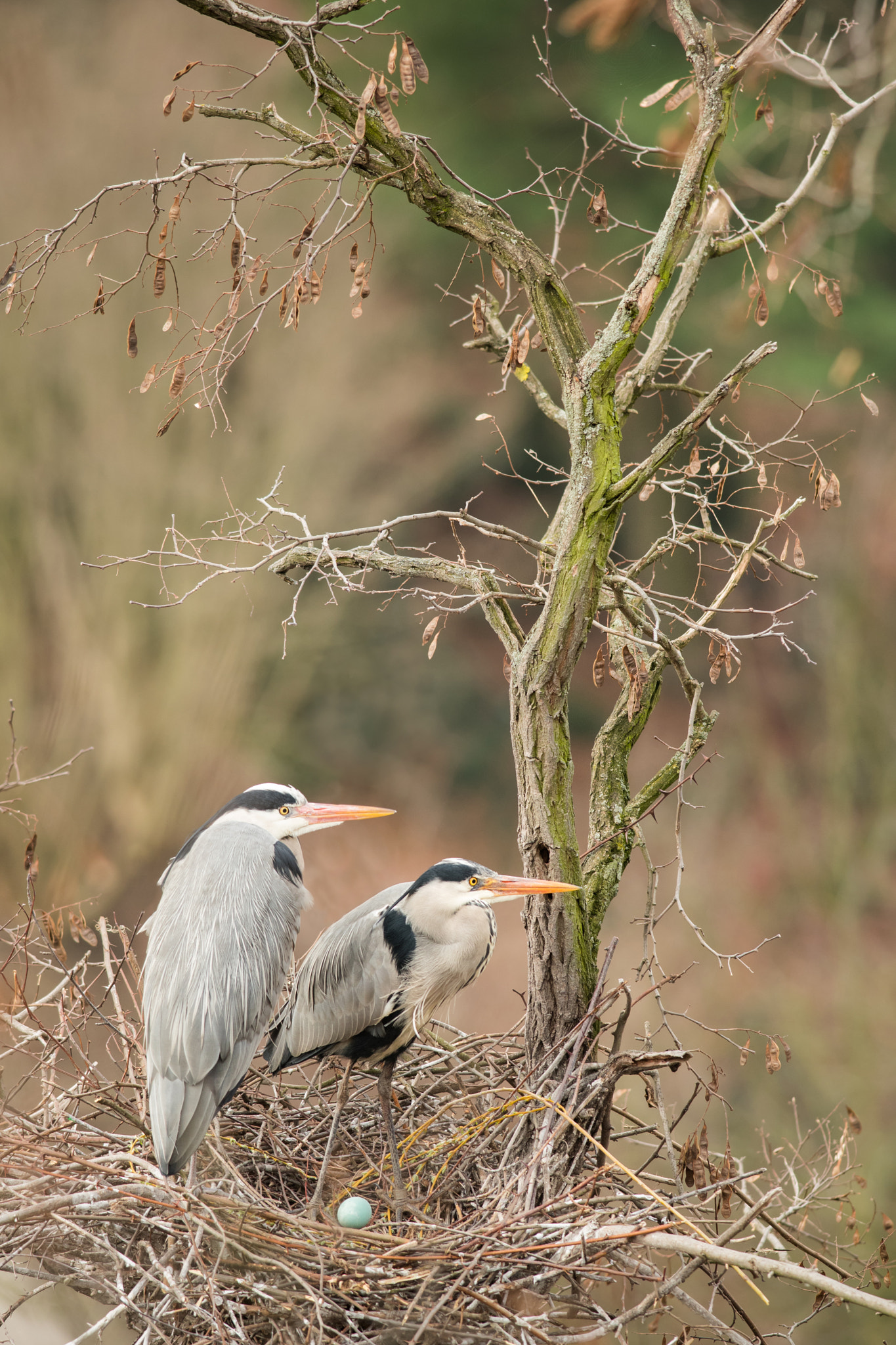 Nikon D500 + Nikon AF-S Nikkor 300mm F4D ED-IF sample photo. Grey herons photography
