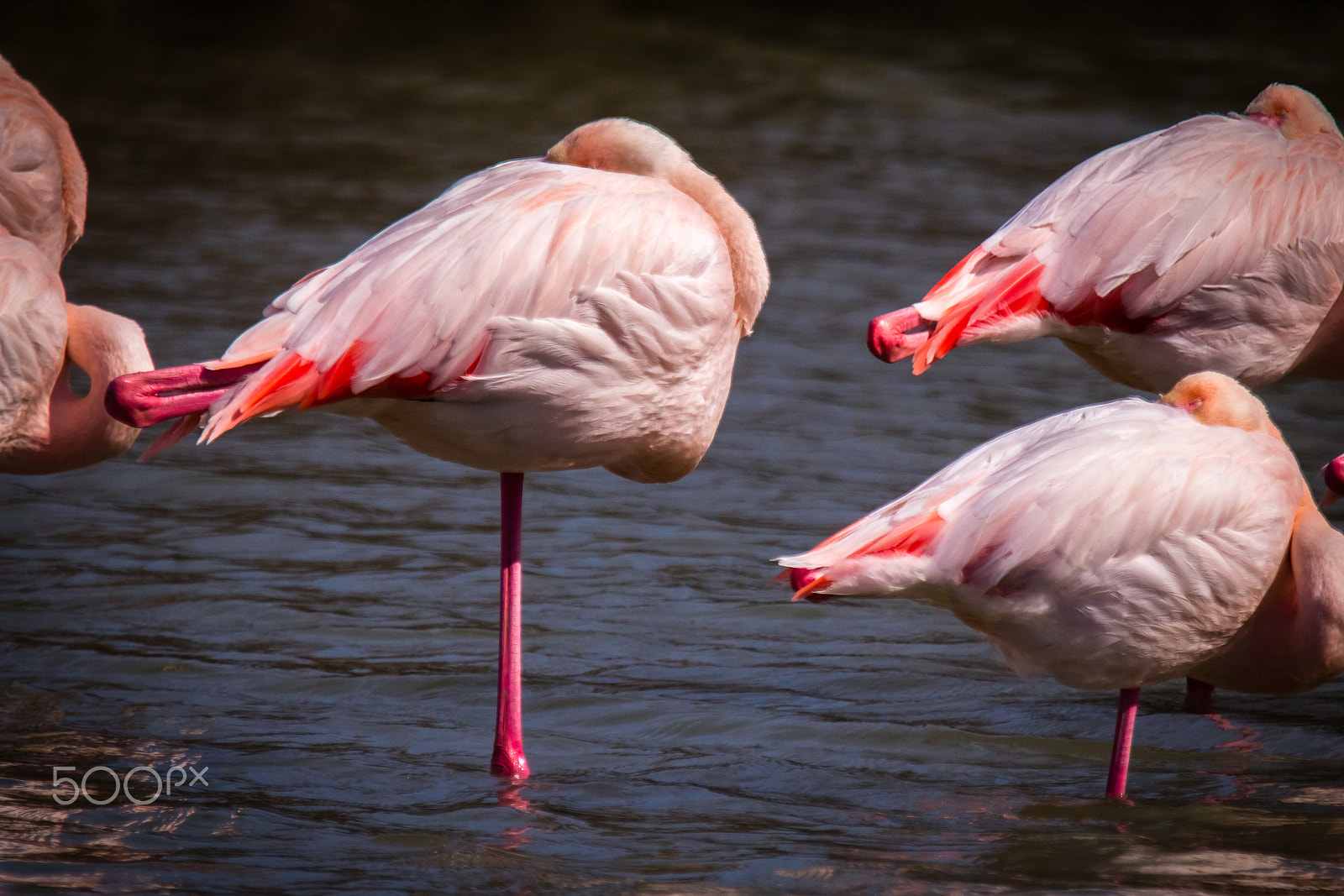 Canon EF 100-400mm F4.5-5.6L IS USM sample photo. Pink flamingos photography
