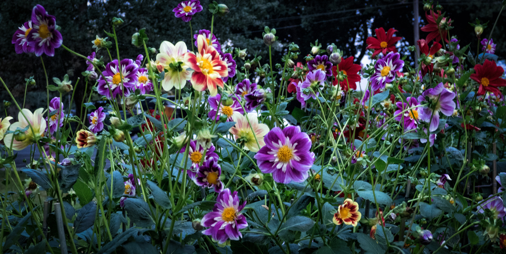 Olympus OM-D E-M1 sample photo. A splash of colour photography