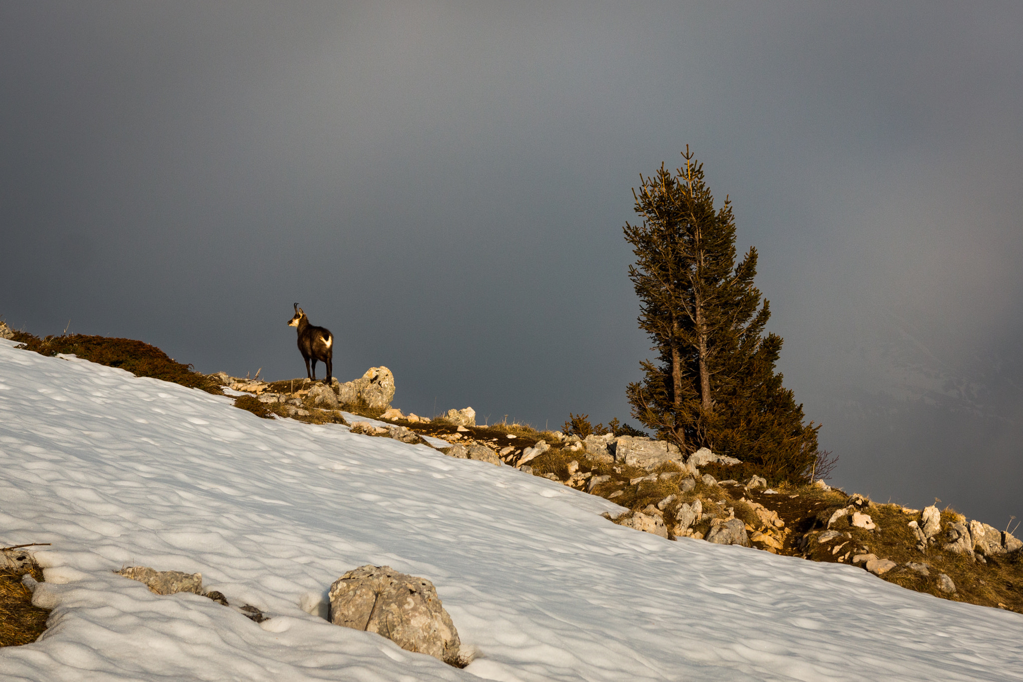 Canon EOS 70D + Sigma 18-35mm f/1.8 DC HSM sample photo. Chamois in french alps photography