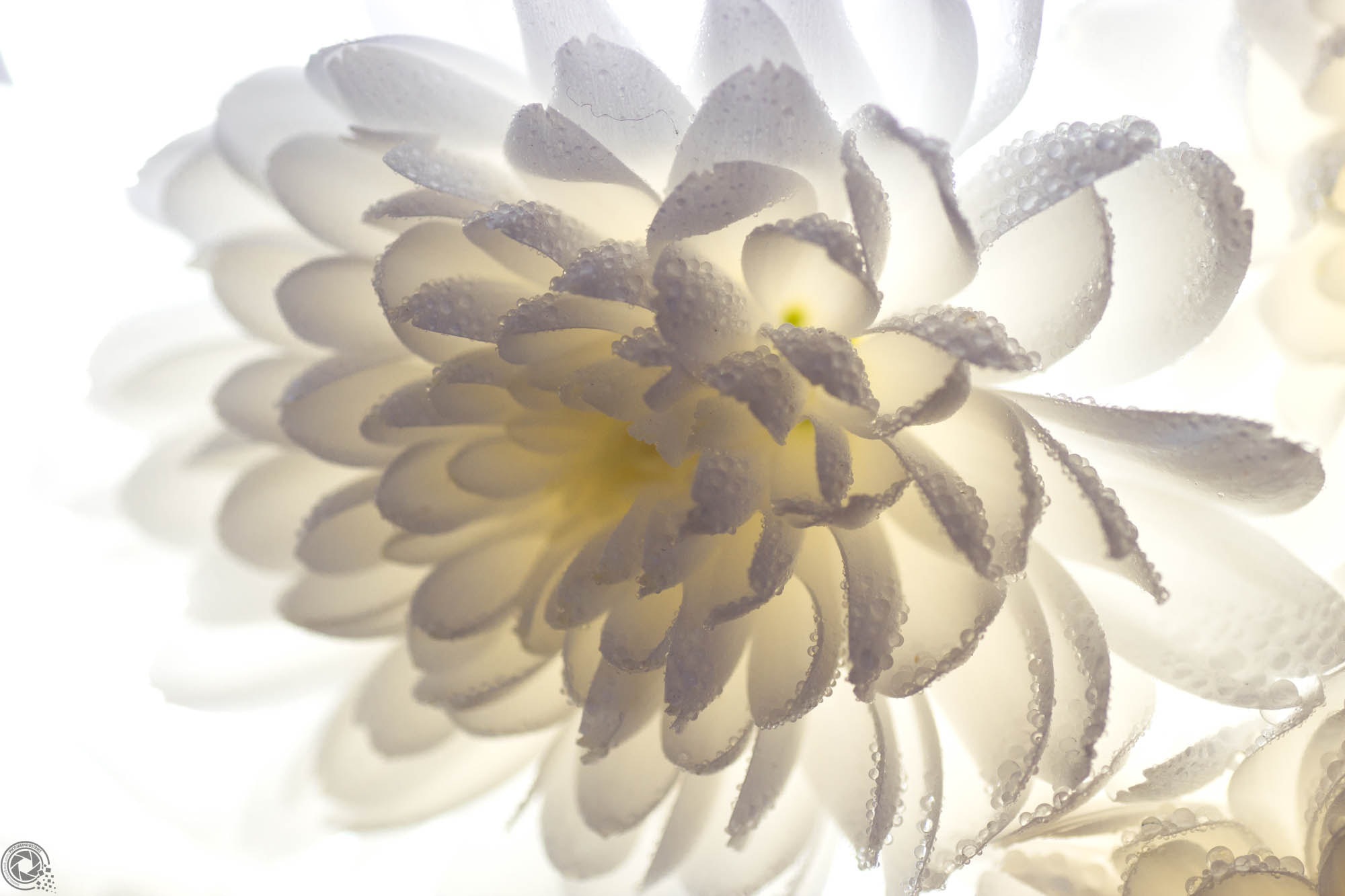 Canon EOS 700D (EOS Rebel T5i / EOS Kiss X7i) + Tamron SP AF 90mm F2.8 Di Macro sample photo. Chrysantheme photography