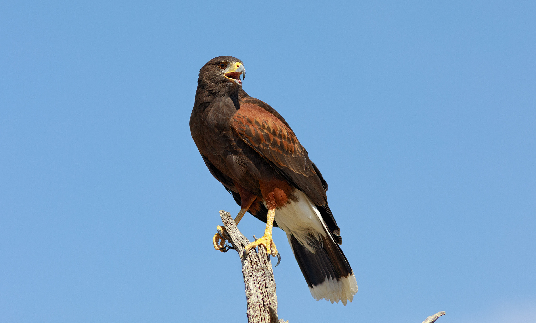 Canon EF 300mm F4L IS USM sample photo. Harris's hawk photography