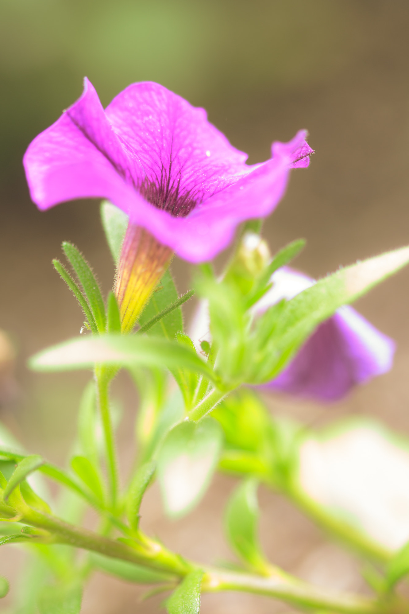 Sigma 105mm F2.8 EX DG OS HSM sample photo. Nature  photography