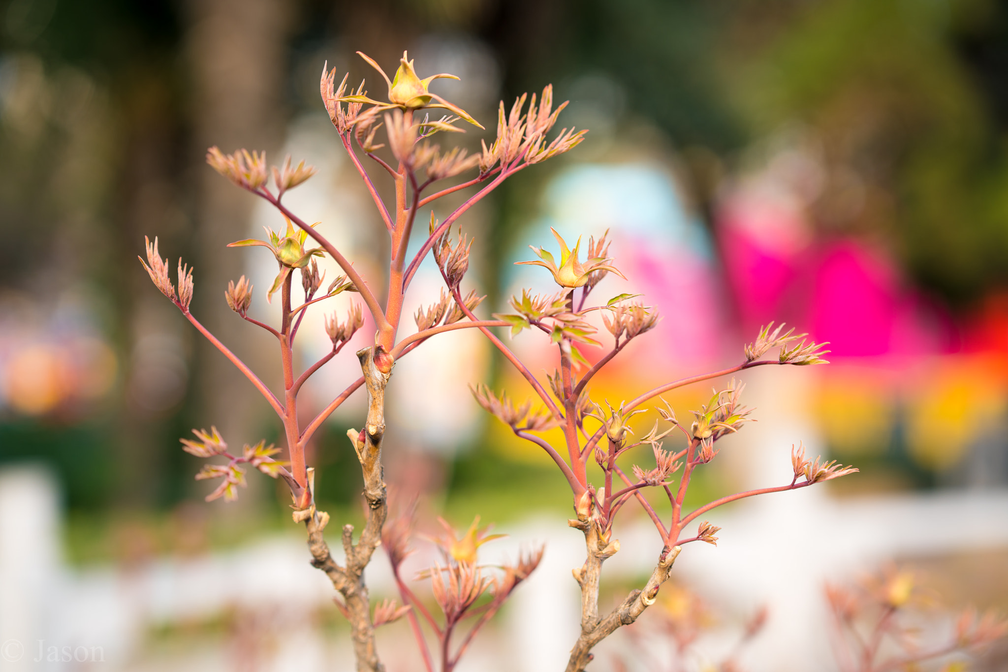 Sony FE 85mm F1.4 GM sample photo. Peony buds photography