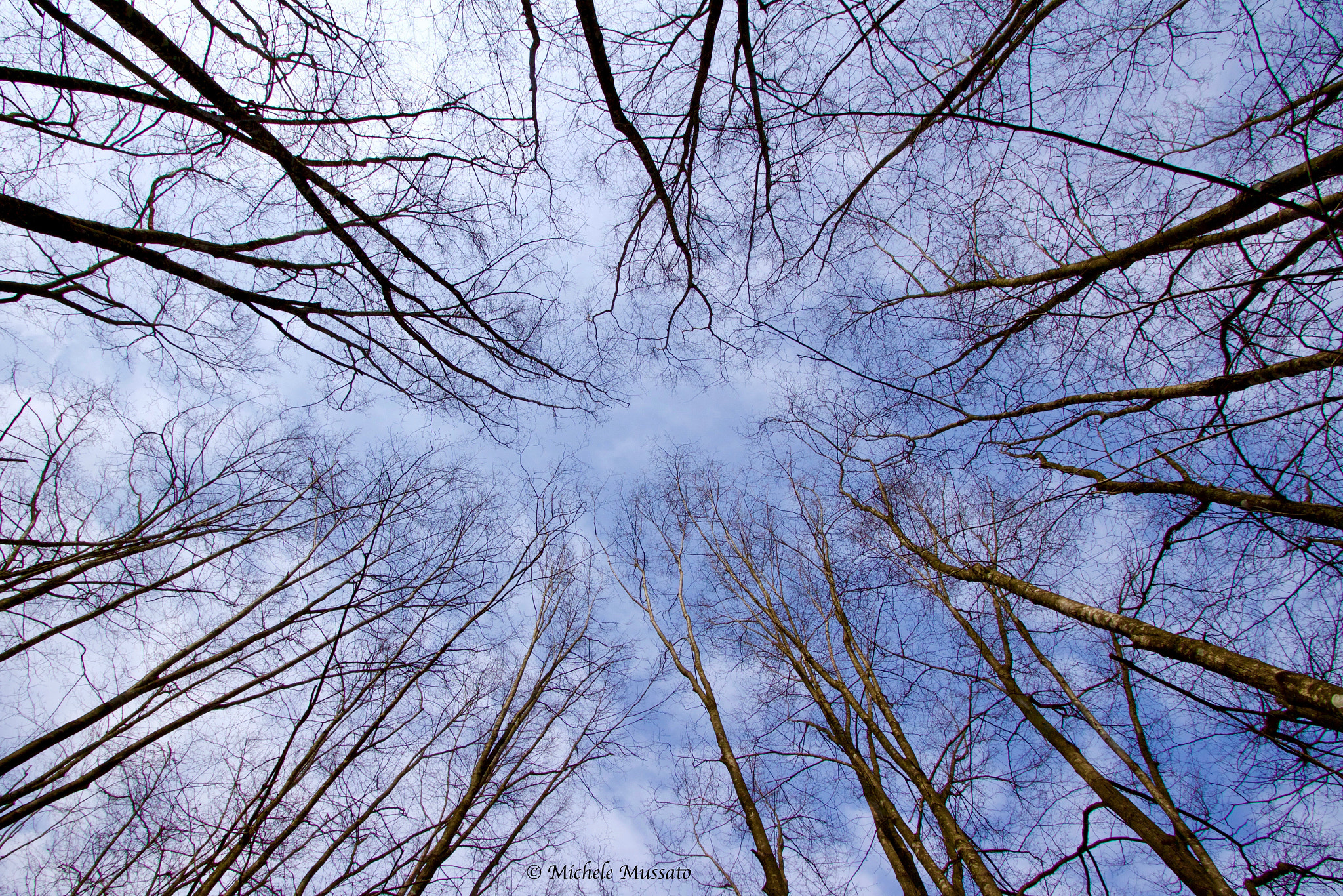 Canon EF-S 10-22mm F3.5-4.5 USM sample photo. From the earth, the sky, through the trees photography