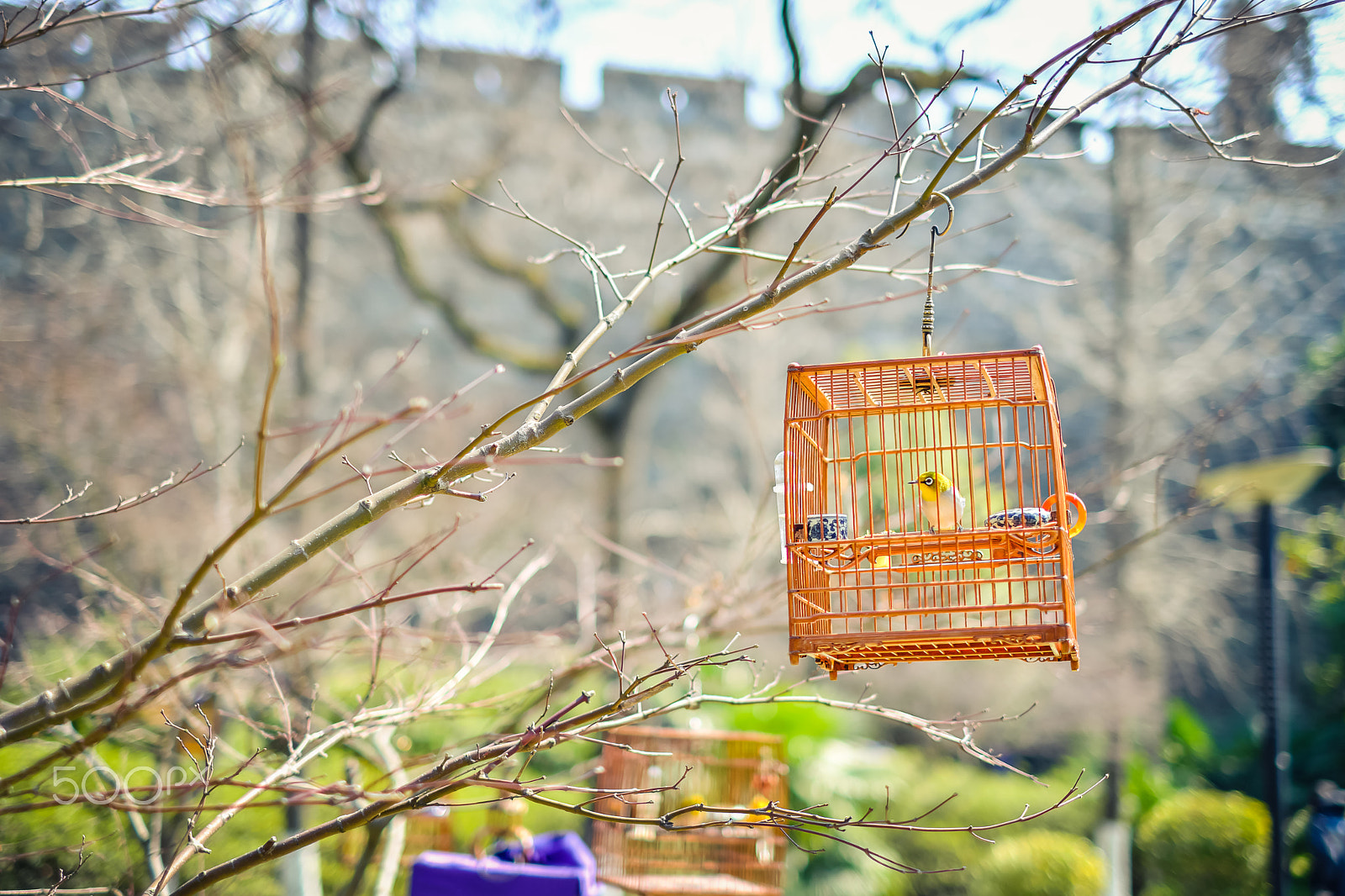 Fujifilm X-Pro2 sample photo. Birds in the cage photography