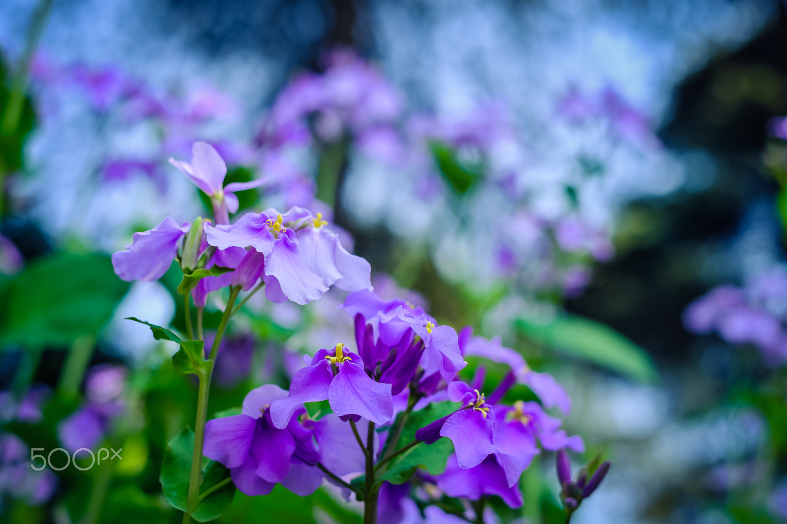 Fujifilm X-Pro2 + Fujifilm XF 35mm F1.4 R sample photo. Flowers of the spring photography