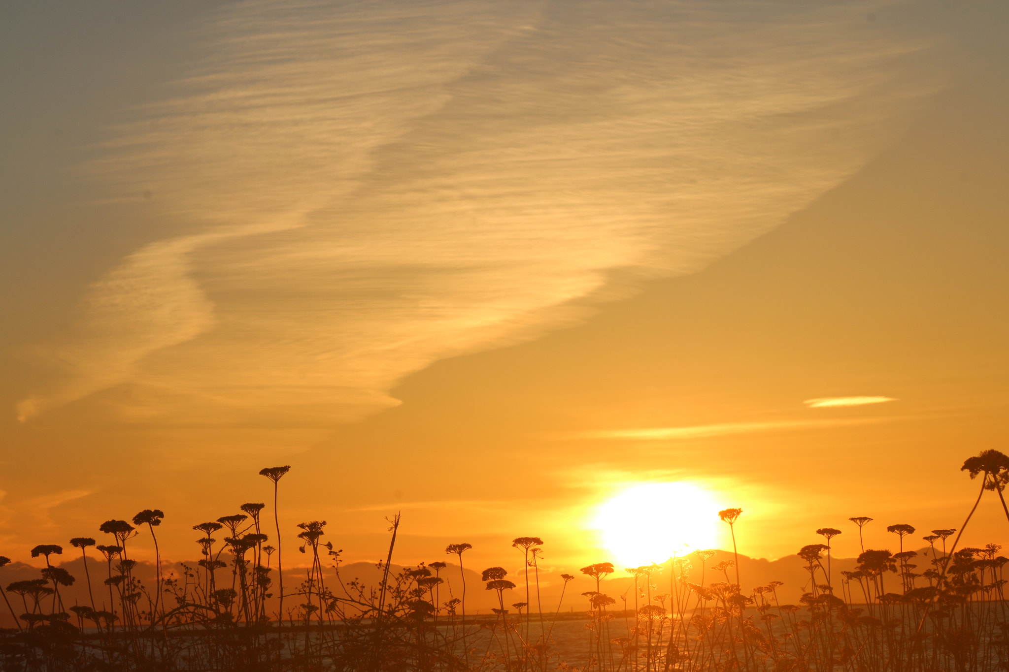 Canon EF-S 55-250mm F4-5.6 IS II sample photo. Fields of gold photography