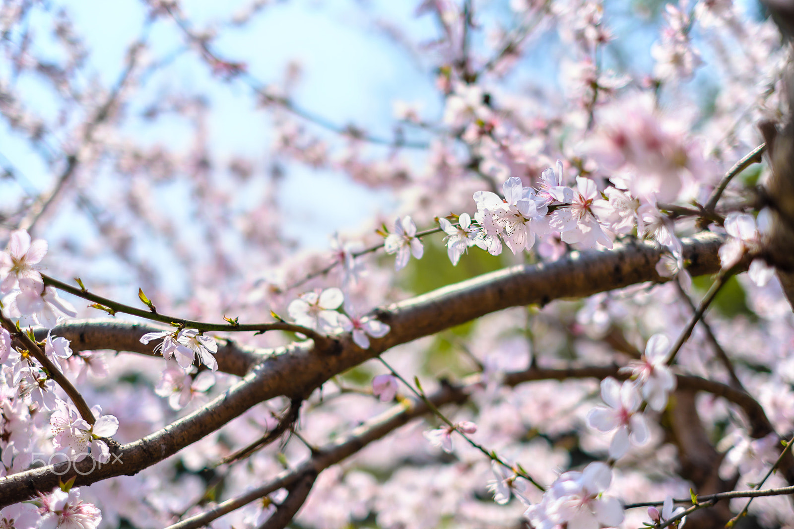 Fujifilm X-Pro2 sample photo. Flowers of the spring photography