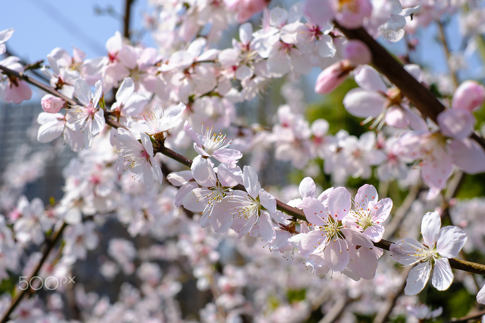 Fujifilm X-Pro2 + Fujifilm XF 35mm F1.4 R sample photo. Flowers of the spring photography