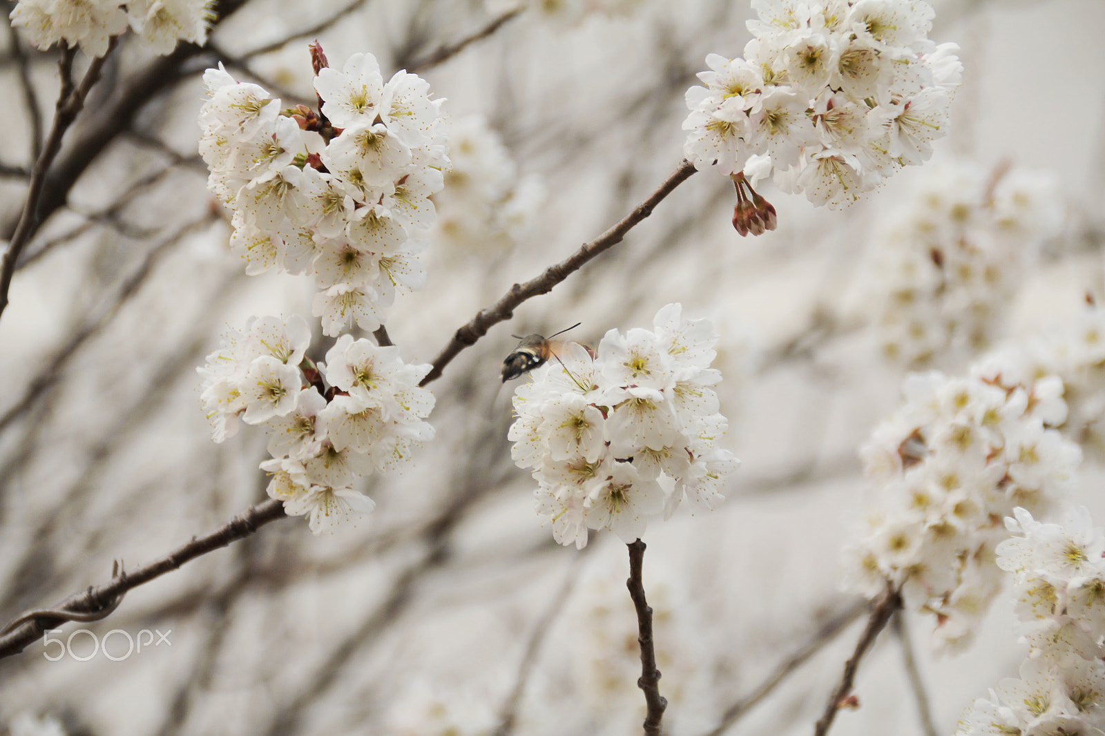 Canon EOS 550D (EOS Rebel T2i / EOS Kiss X4) sample photo. 你的照片 photography