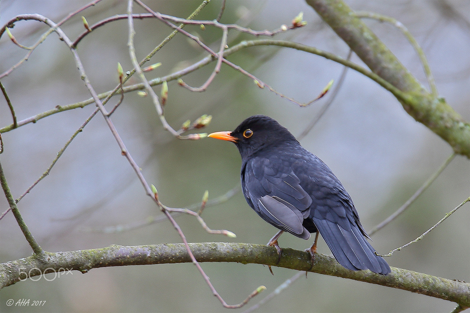 150-600mm F5-6.3 DG OS HSM | Sports 014 sample photo. Common blackbird (turdus merula) photography
