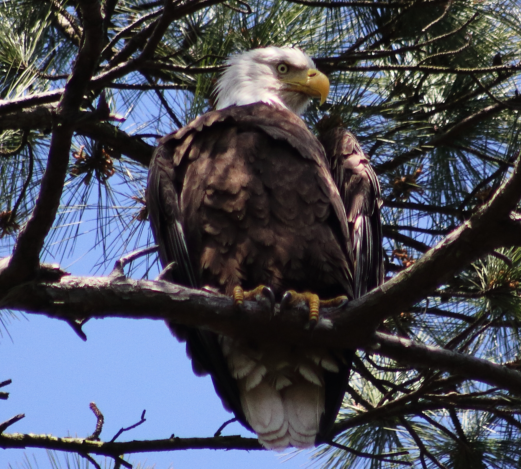 Canon EOS 60D + EF75-300mm f/4-5.6 sample photo. American bald eagle photography