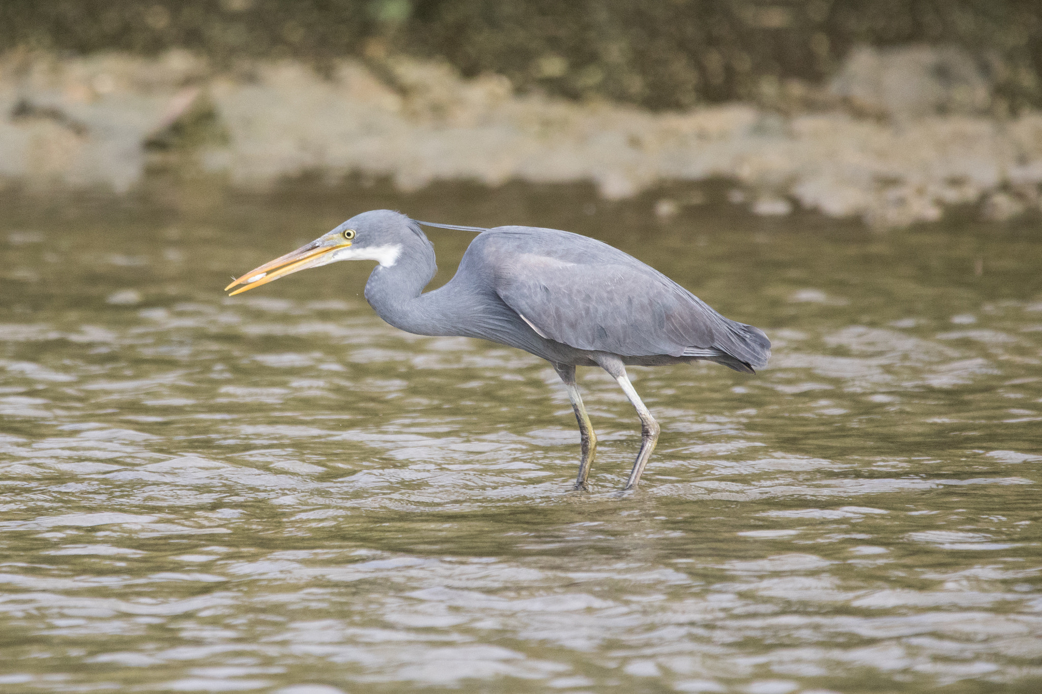 150-600mm F5-6.3 DG OS HSM | Contemporary 015 sample photo. Fought it! photography