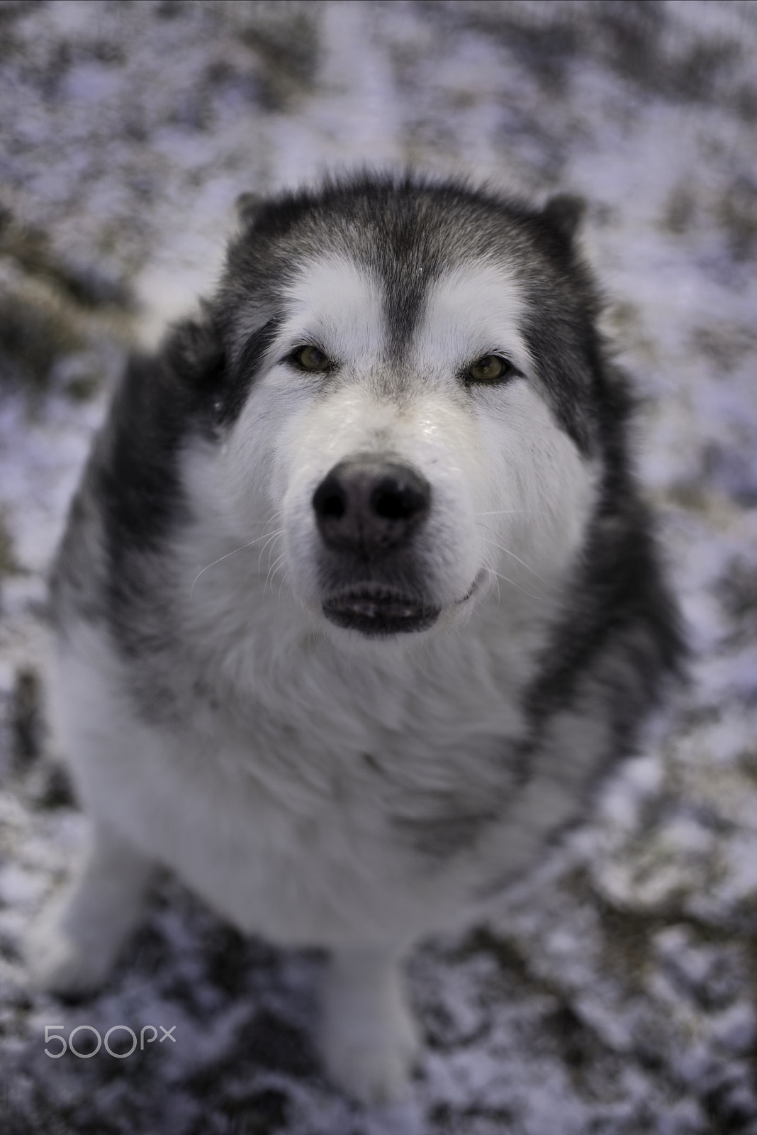 Pentax K-1 sample photo. Give me a cookies... please... photography