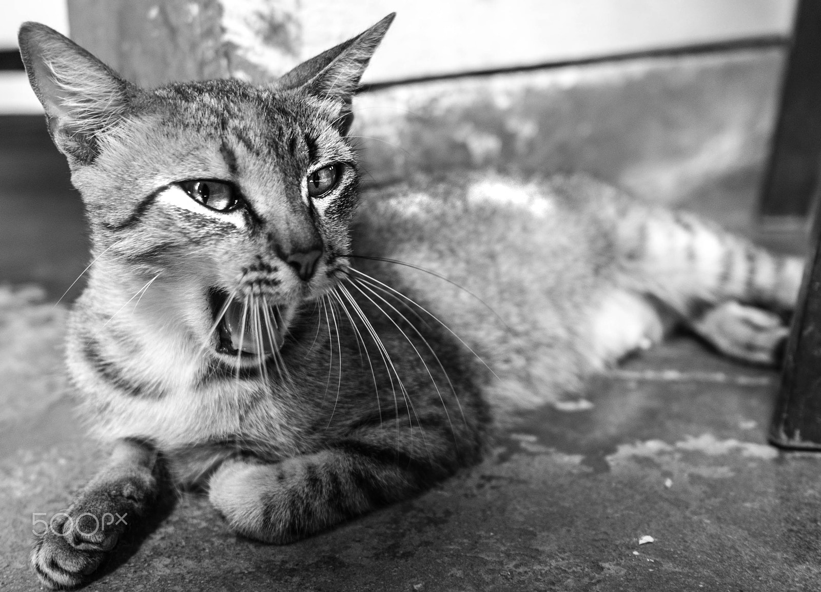 Olympus OM-D E-M5 II sample photo. Cuban cat photography