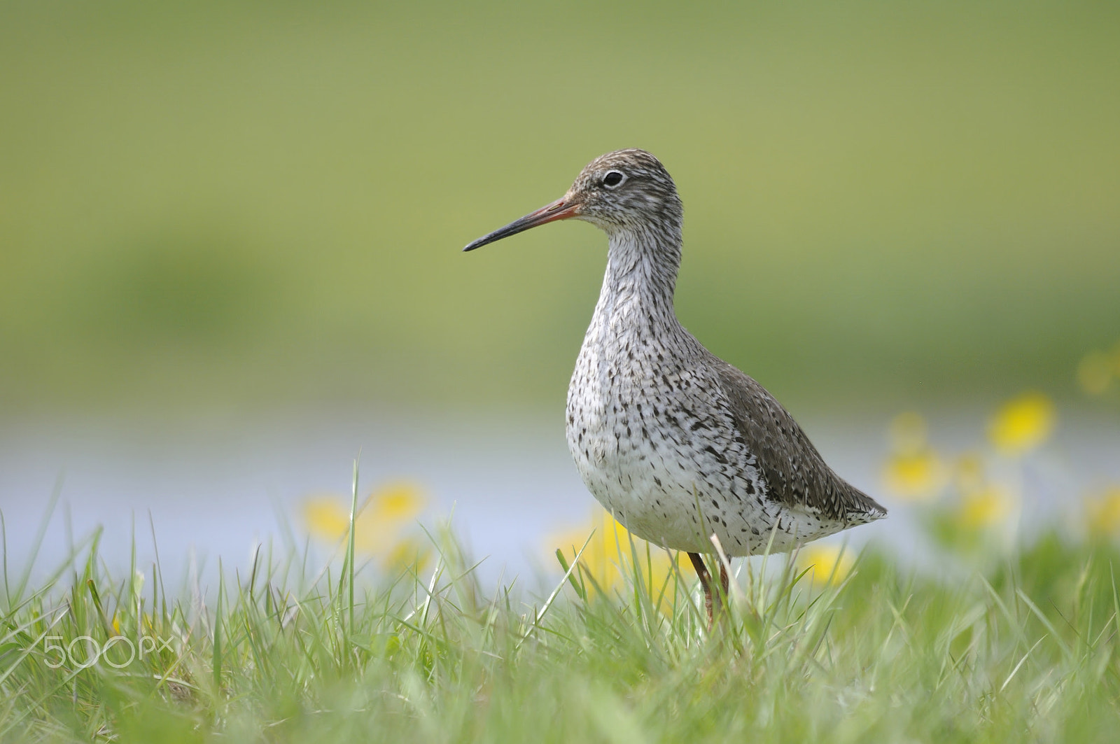 Nikon D300S sample photo. Common redshank photography