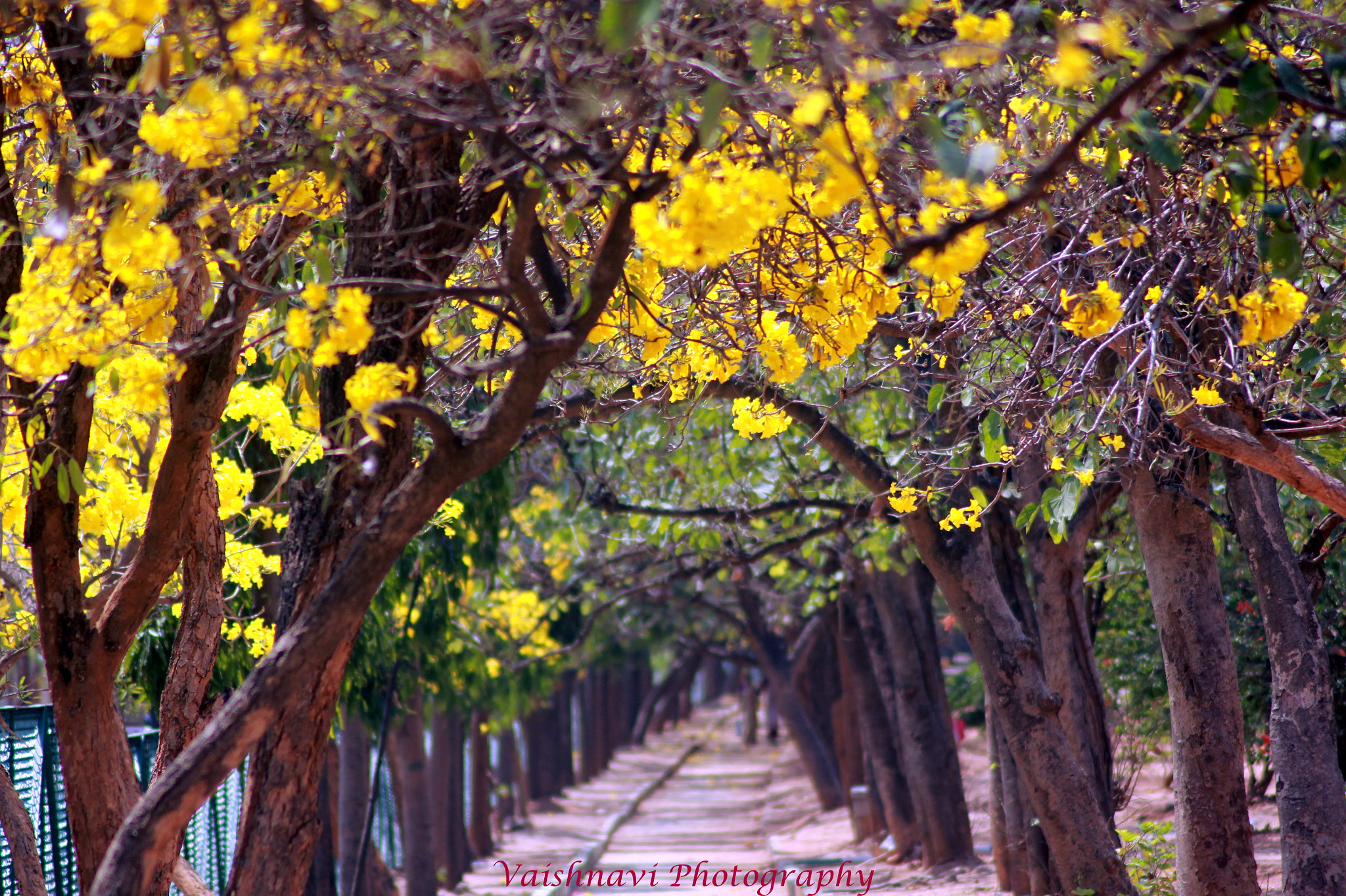Canon EOS 550D (EOS Rebel T2i / EOS Kiss X4) + Tamron AF 70-300mm F4-5.6 Di LD Macro sample photo. Bengaluru spring photography