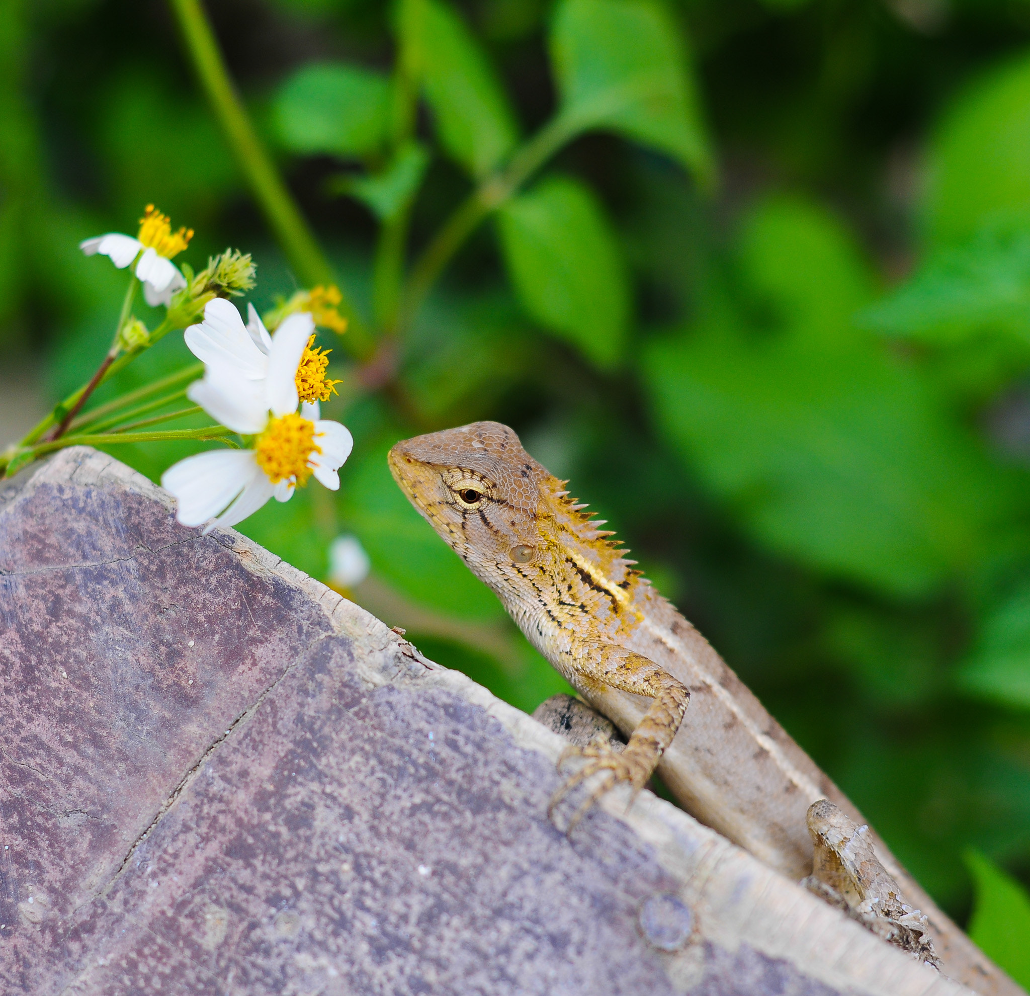 Nikon D300 sample photo. Nikkor 50/1.8d photography