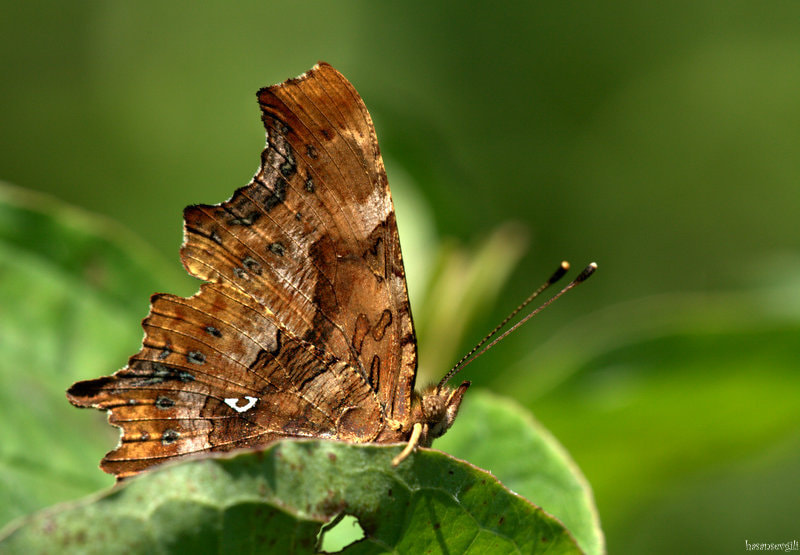 Sigma APO Macro 150mm f/2.8 EX DG HSM sample photo. Polygonia c-album photography