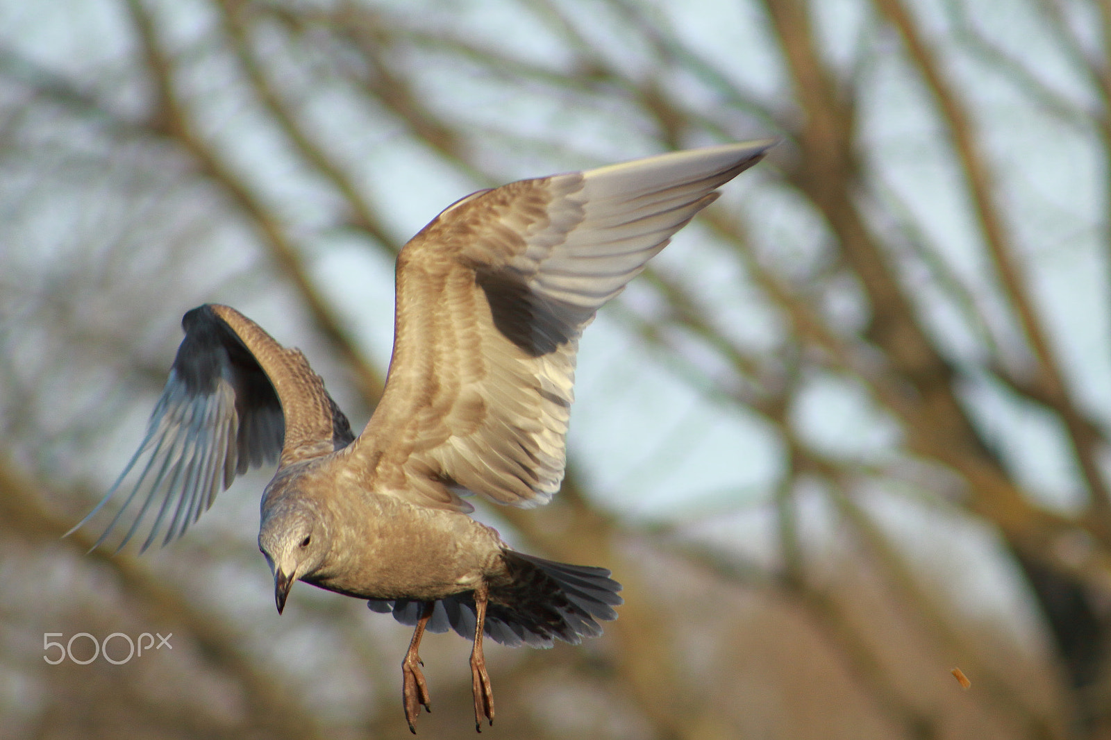 Canon EF 75-300mm f/4-5.6 USM sample photo. Seagull photography