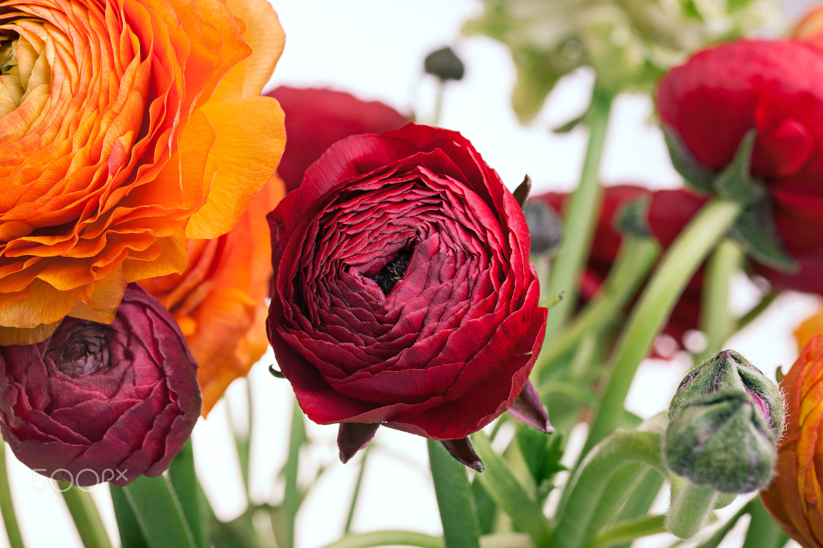 ZEISS Makro-Planar T* 100mm F2 sample photo. Ranunkulyus bouquet of red flowers on a white background photography