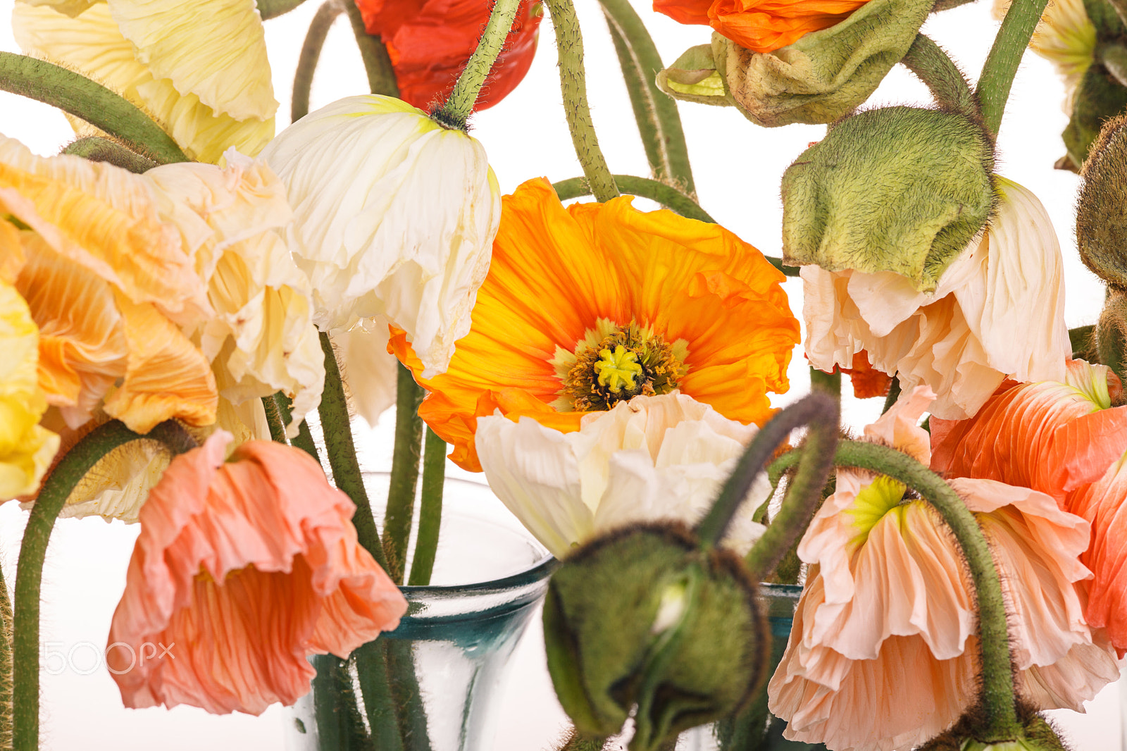 Canon EOS 5D Mark II sample photo. Daisy and poppy flowers bouquet photography