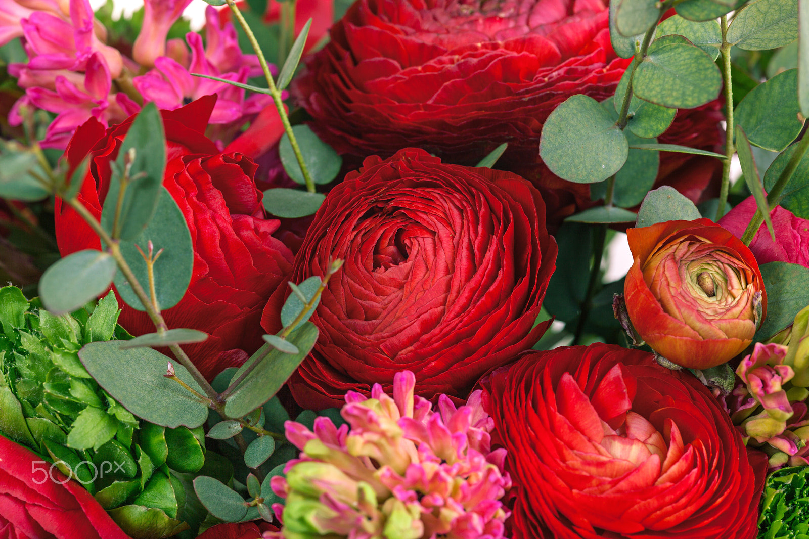 Canon EOS 5D Mark II sample photo. Ranunkulyus bouquet of red flowers on a white background photography