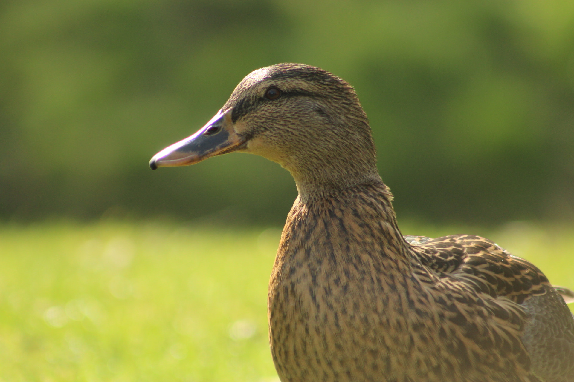 Canon EF 75-300mm f/4-5.6 USM sample photo. Duck photography