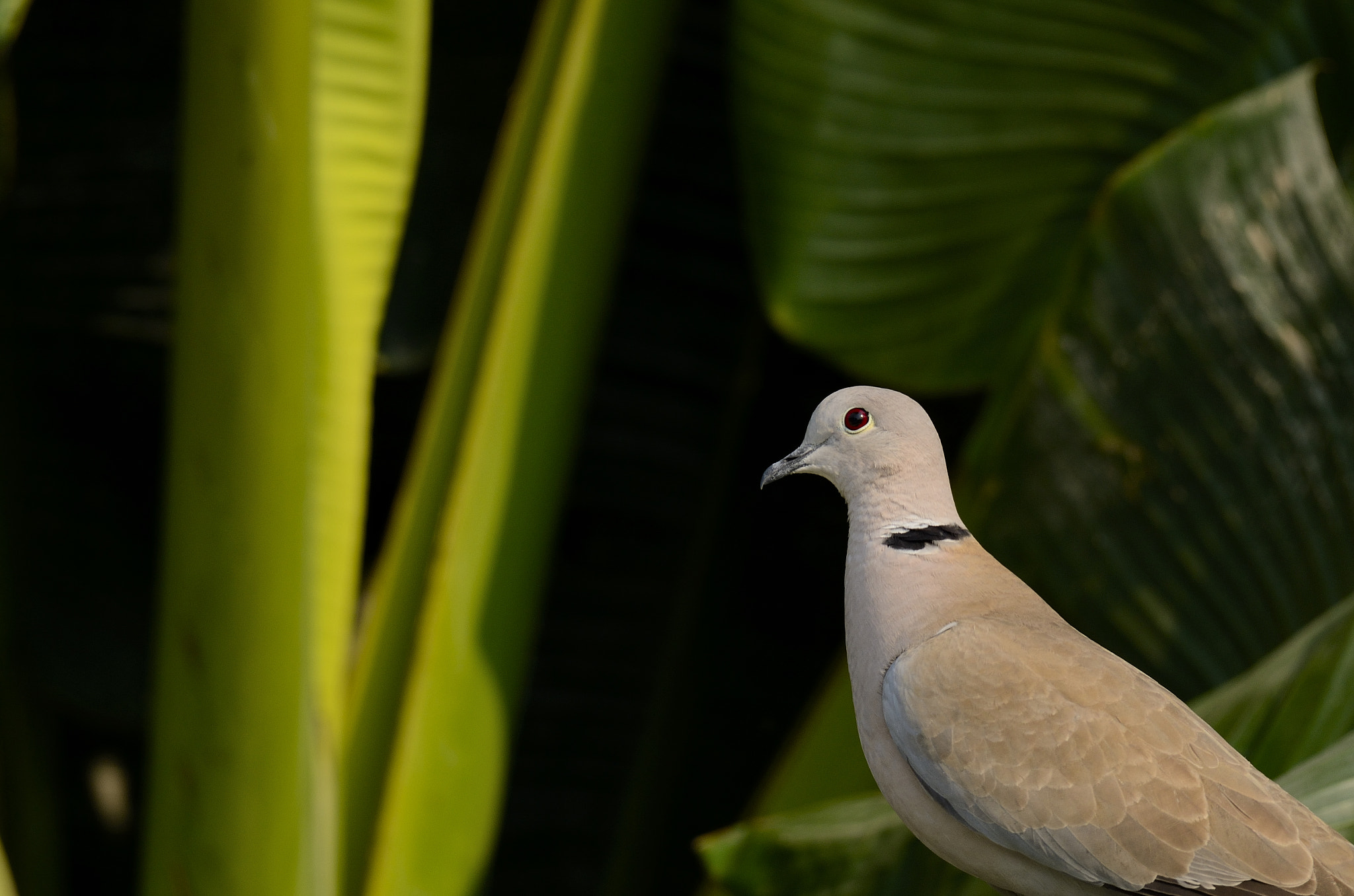 Nikon AF-S Nikkor 200-500mm F5.6E ED VR sample photo. Eurasian collared dove photography
