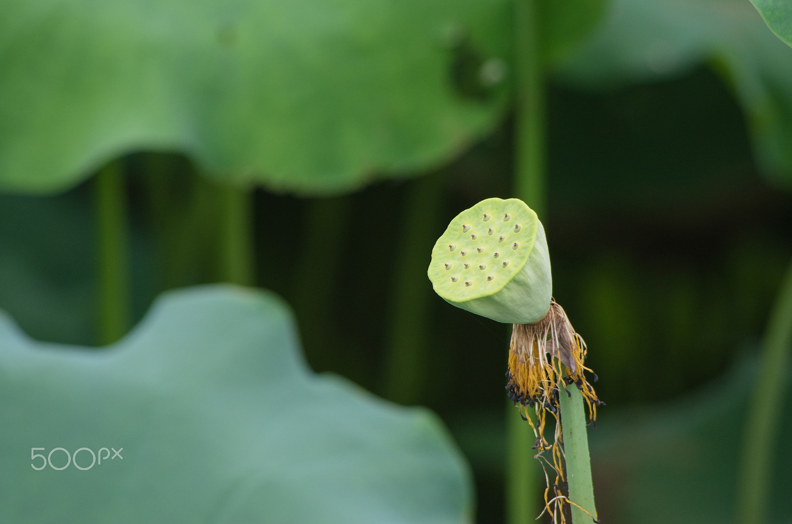 smc PENTAX-DA L 55-300mm F4-5.8 ED sample photo. 荷花 莲 photography