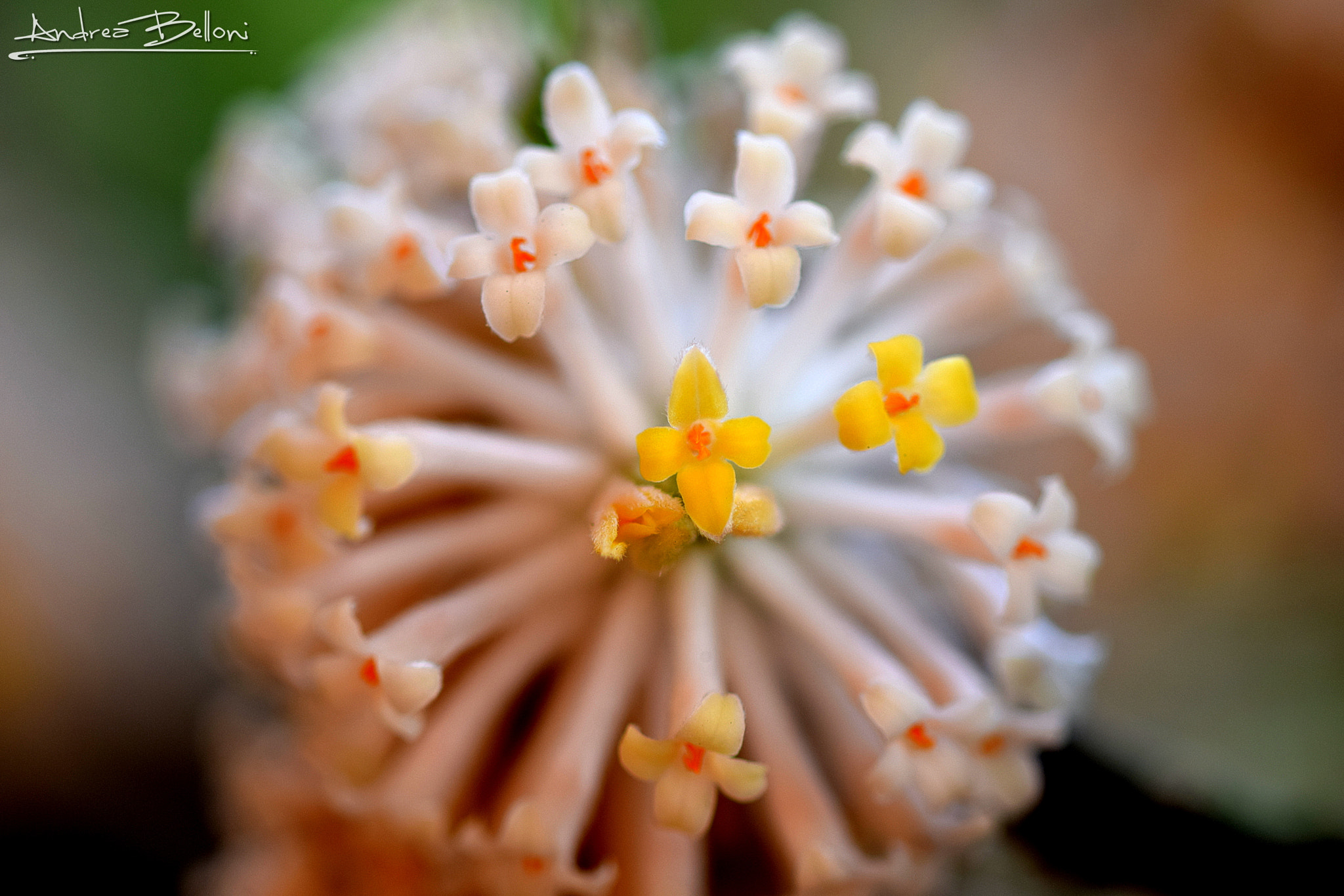 Sigma 105mm F2.8 EX DG OS HSM sample photo. Flowers ball photography